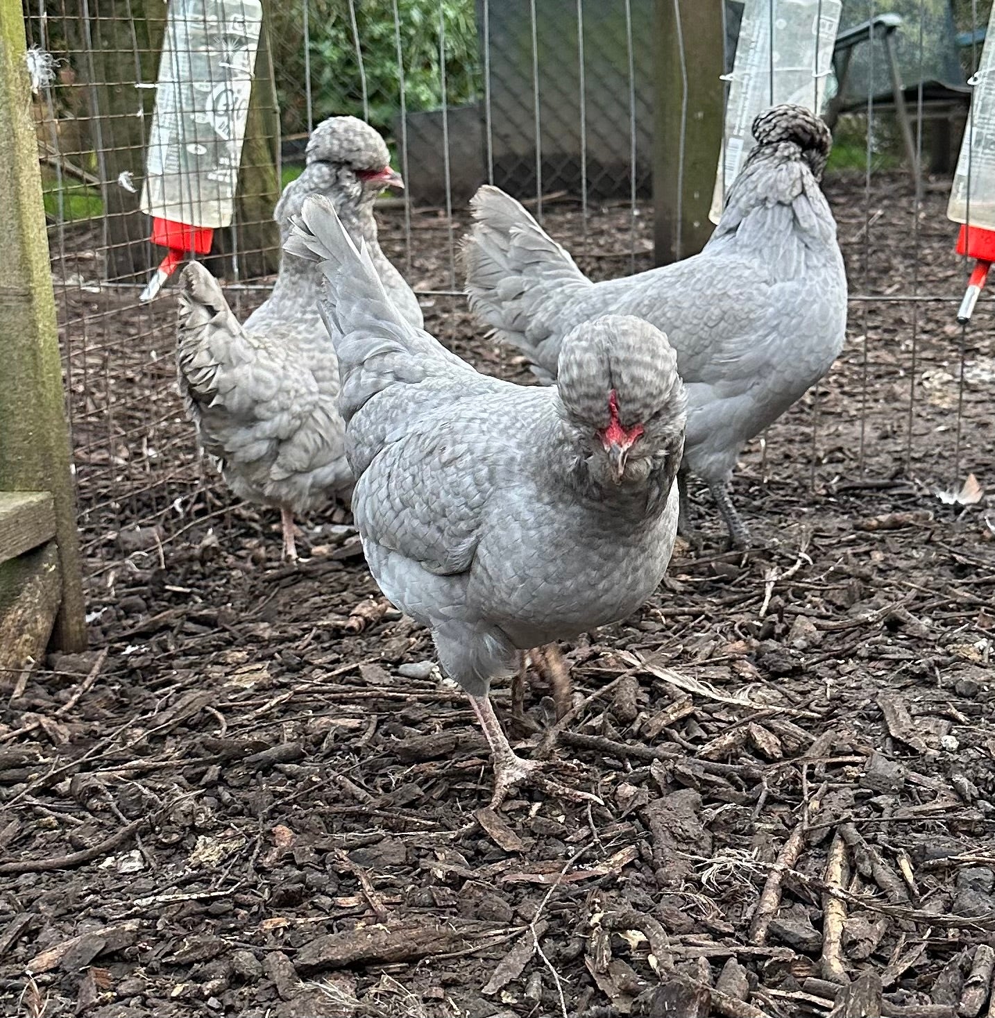 Lavender/Lavender cuckoo Araucana bantam hatching eggs