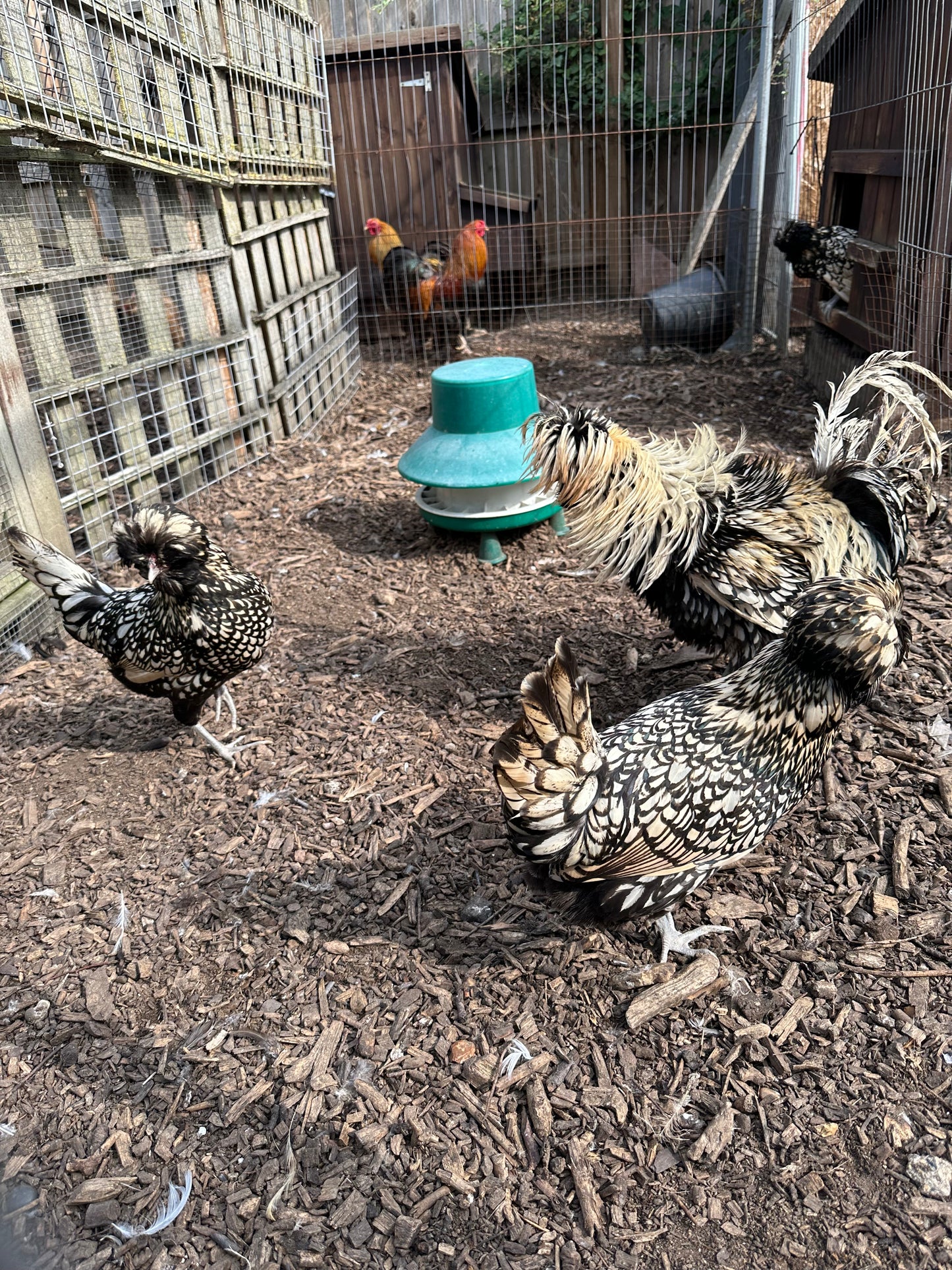 Buff laced polish frizzle bantam hatching eggs x 6