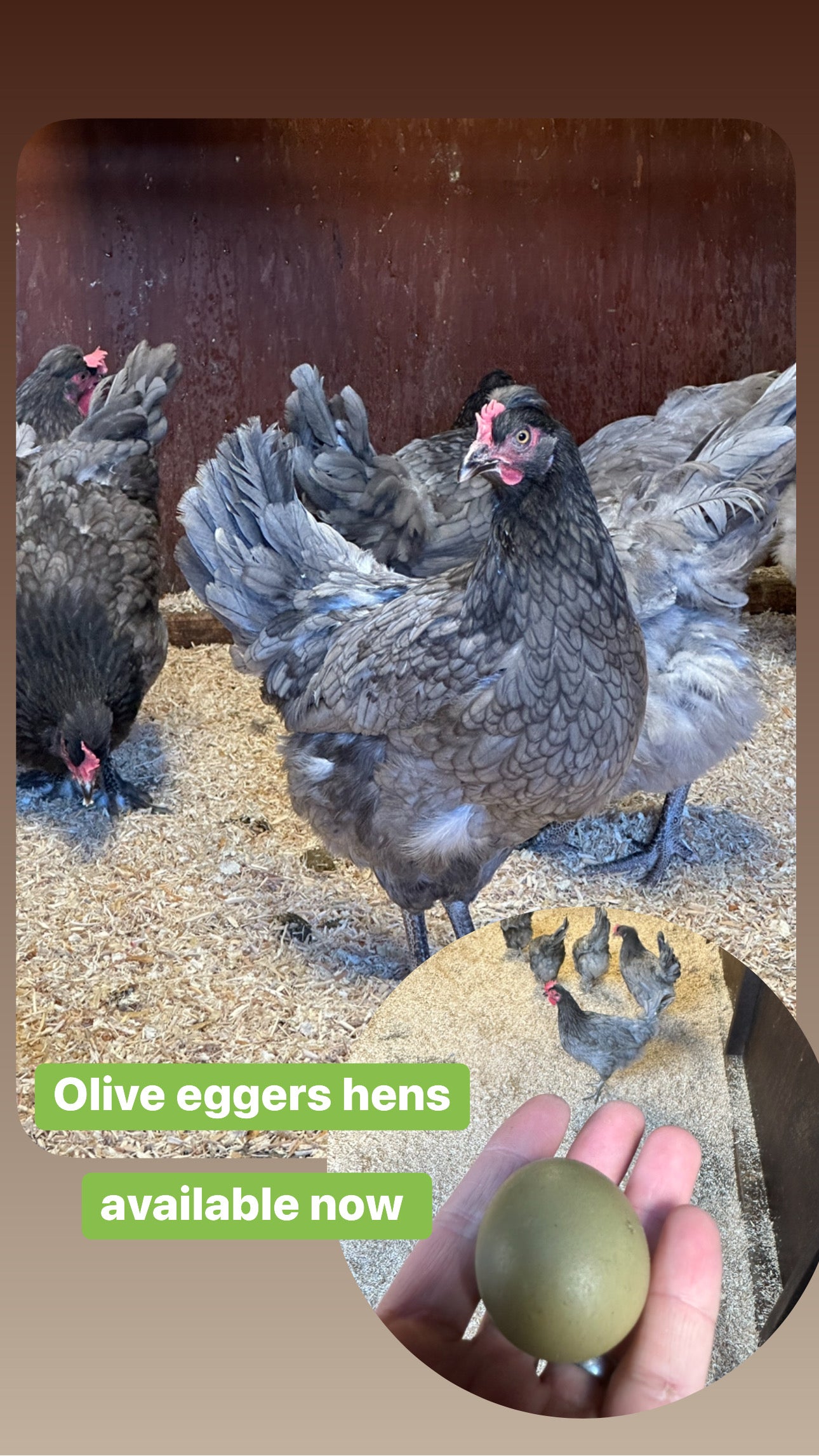 Oliver egger hen