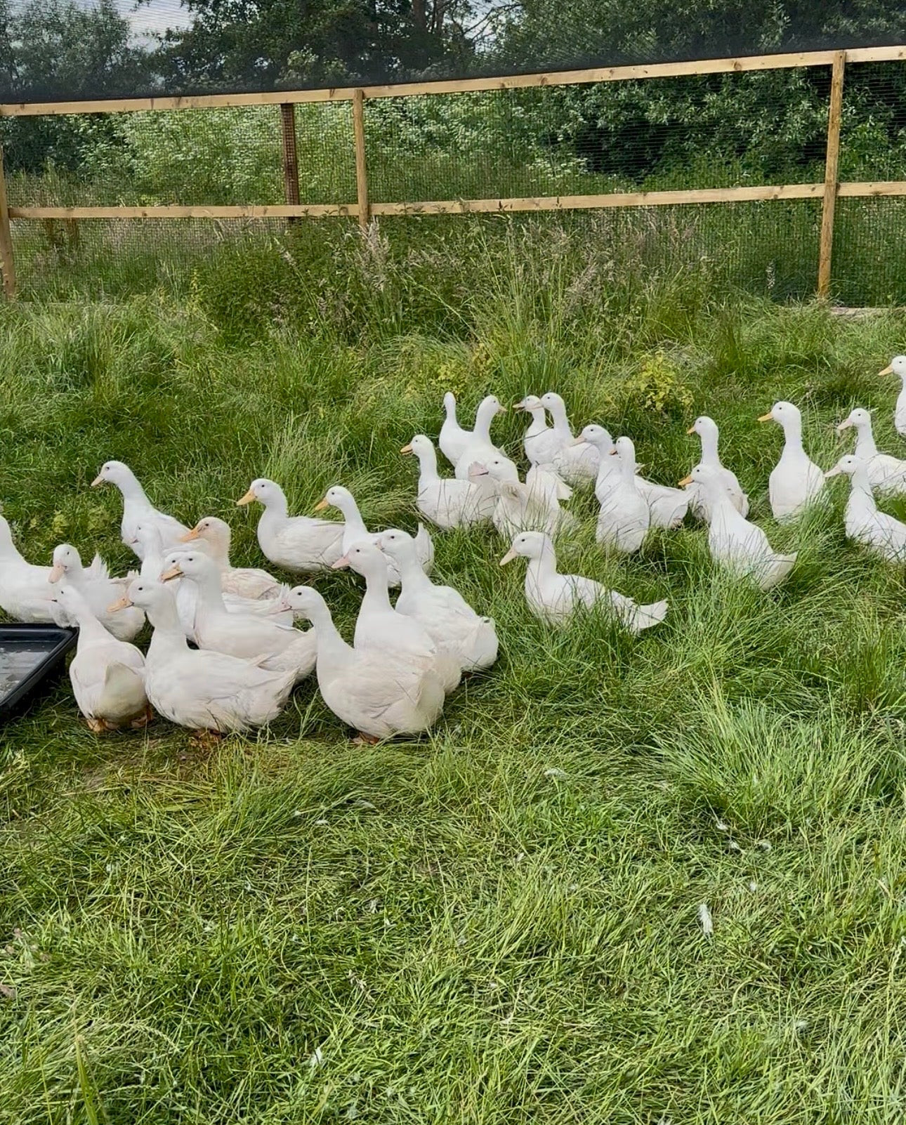 Aylesbury ducks at point of lay