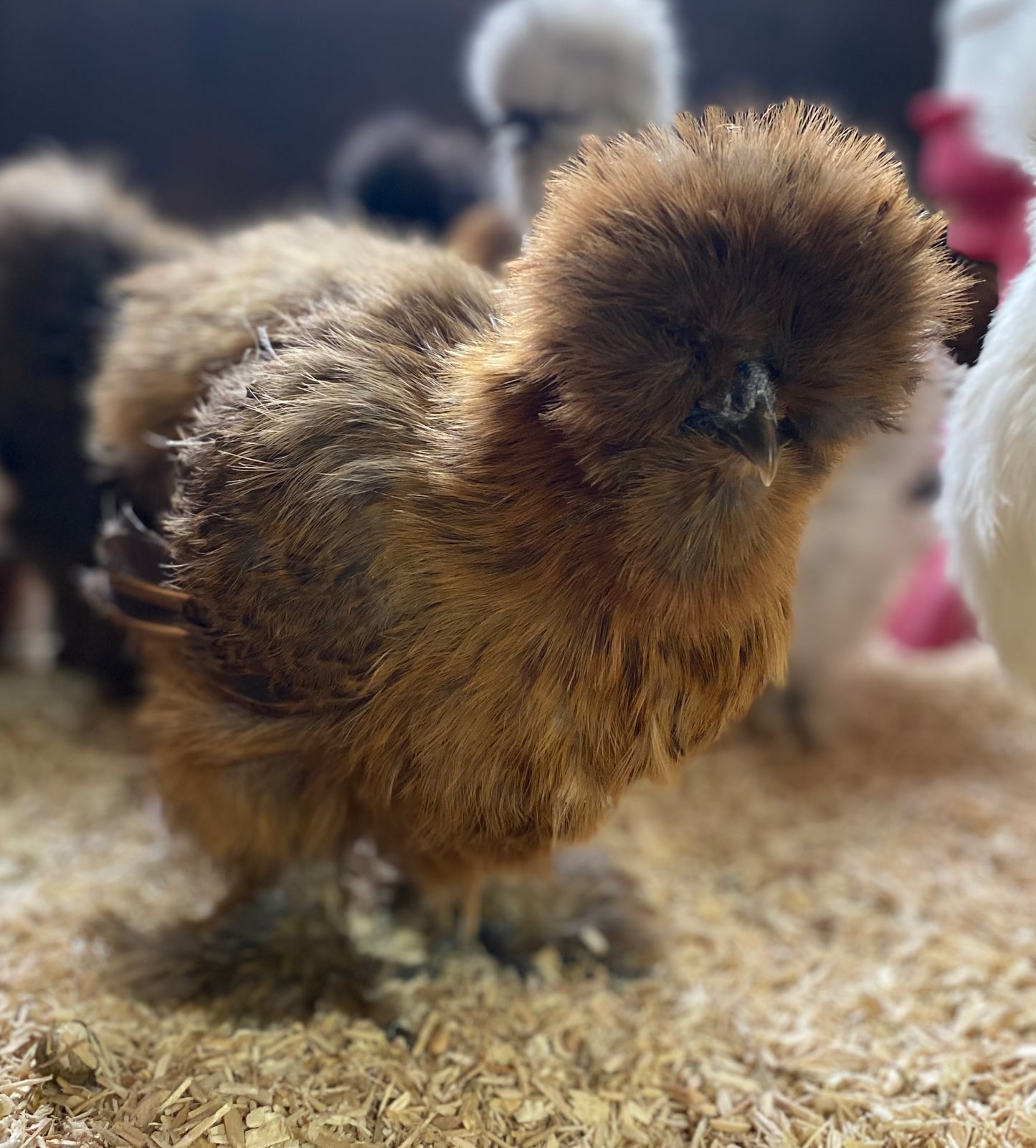 6 x USA silkie bantams hatching eggs
