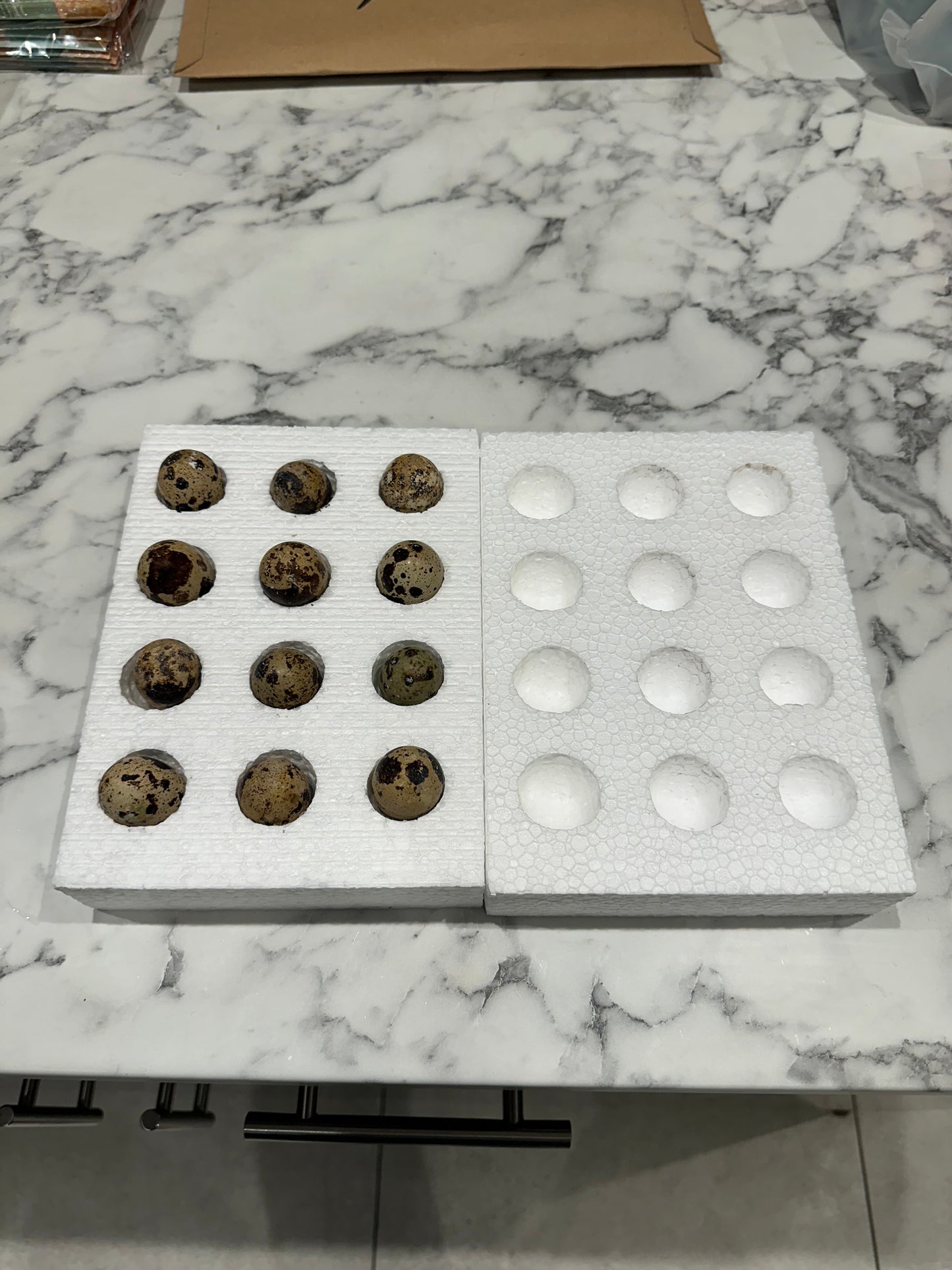 12 x Japanese (coturnix) quail hatching eggs