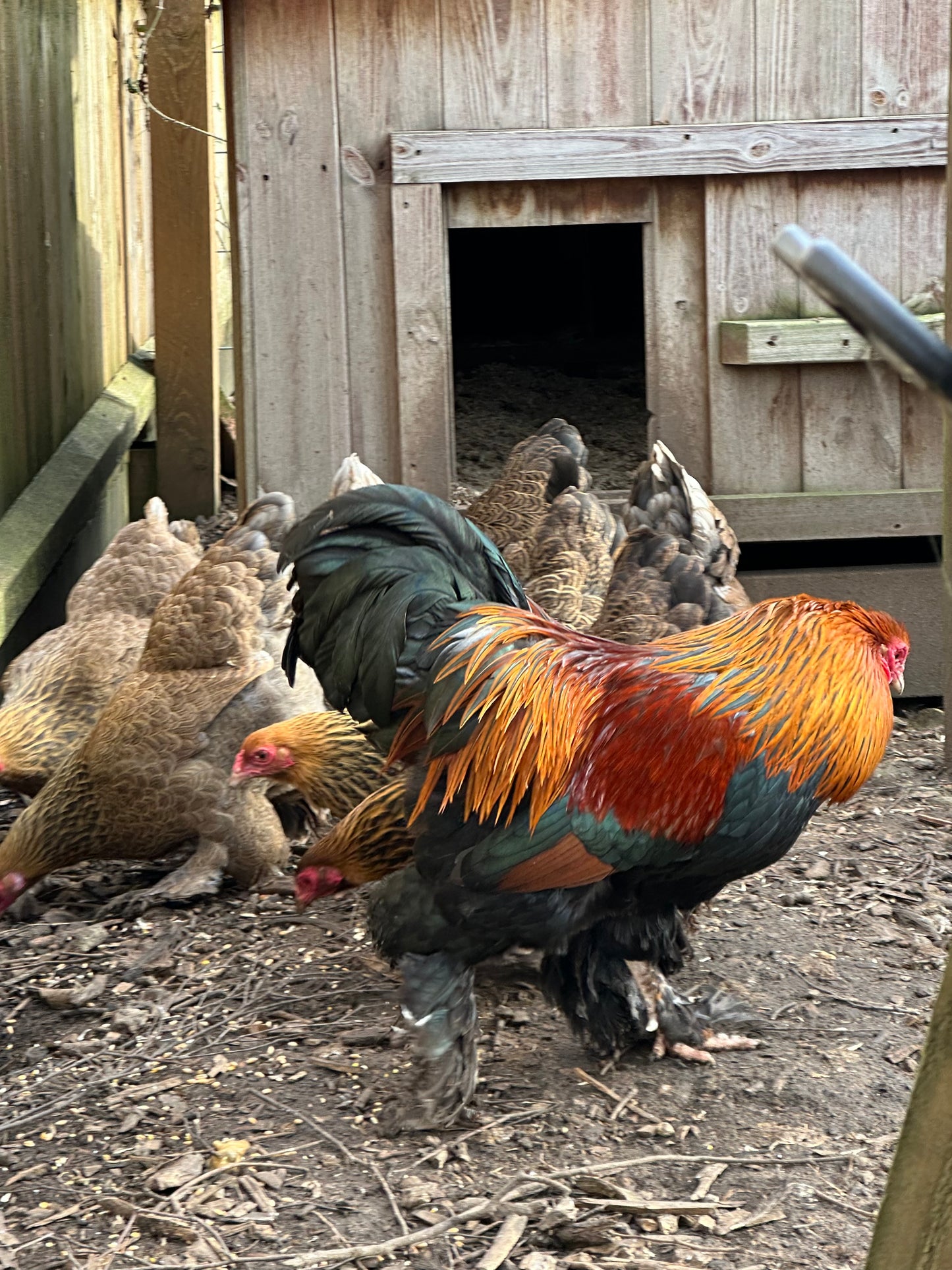 6 x gold/blue partridge Brahma bantam hatching eggs