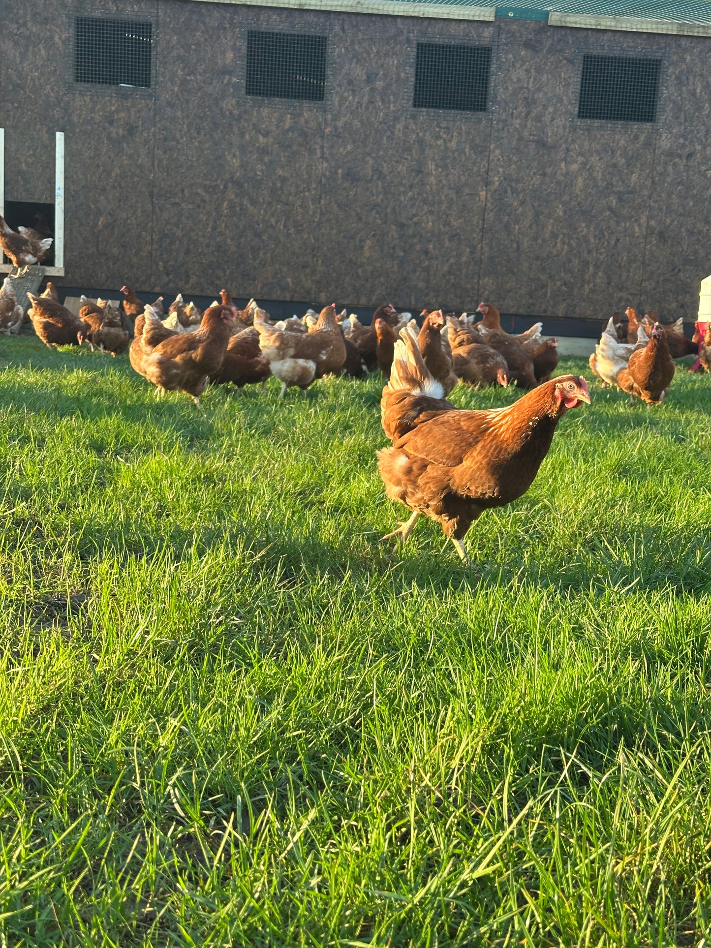 Goldline hens