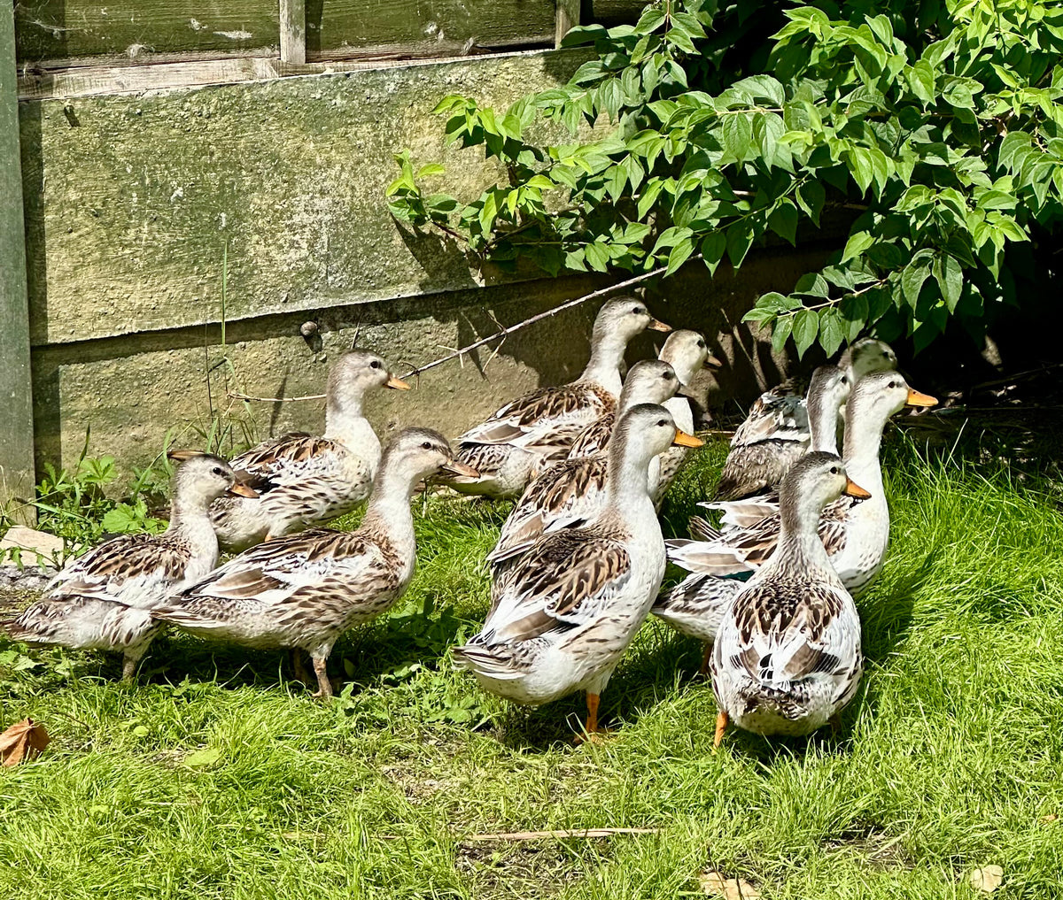 Mini silver appleyard ducks