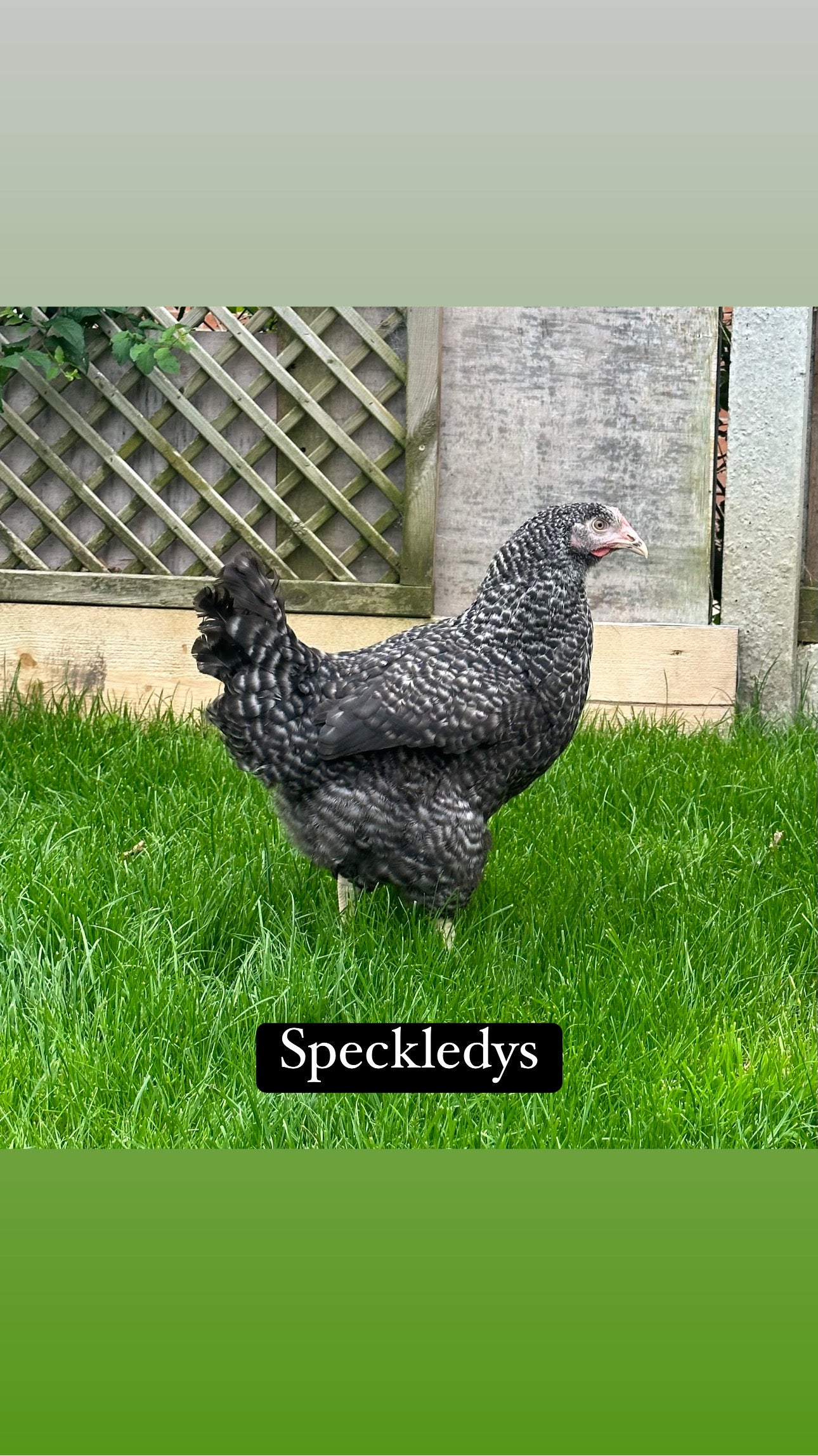 Speckledy hen