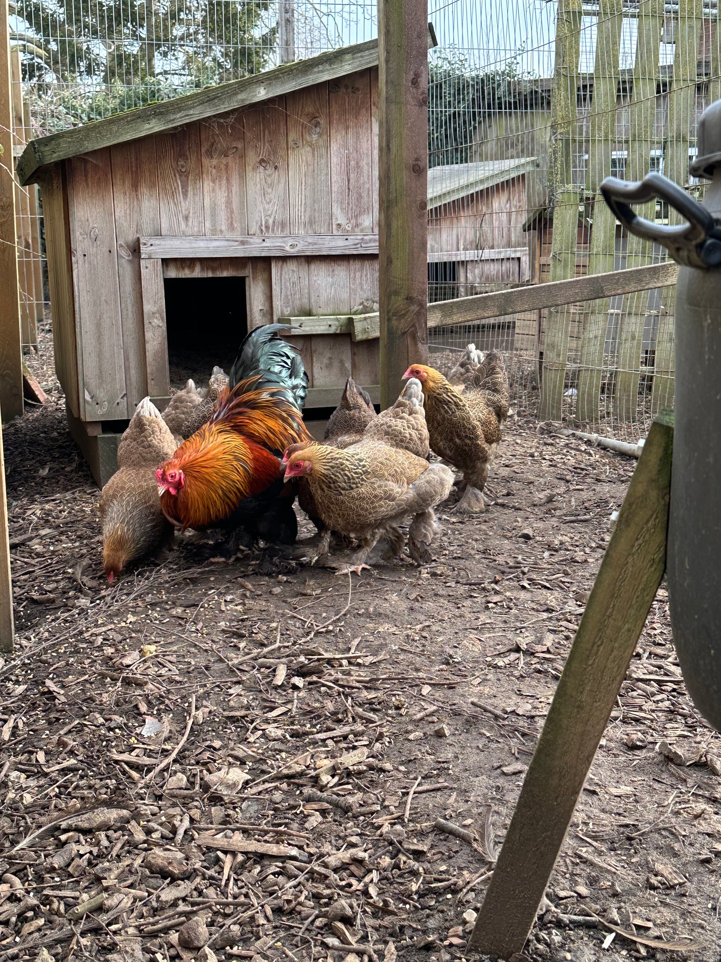 6 x gold/blue partridge Brahma bantam hatching eggs