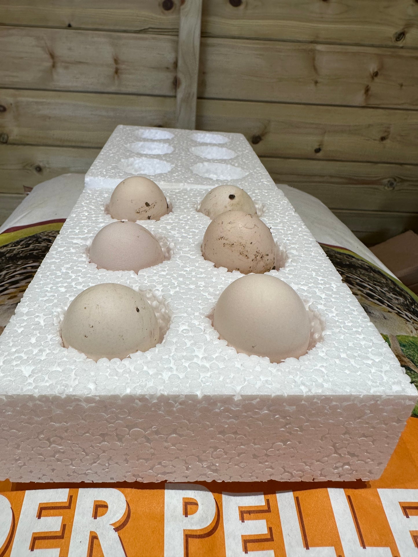 6 x blue laced Wyandotte bantam hatching eggs