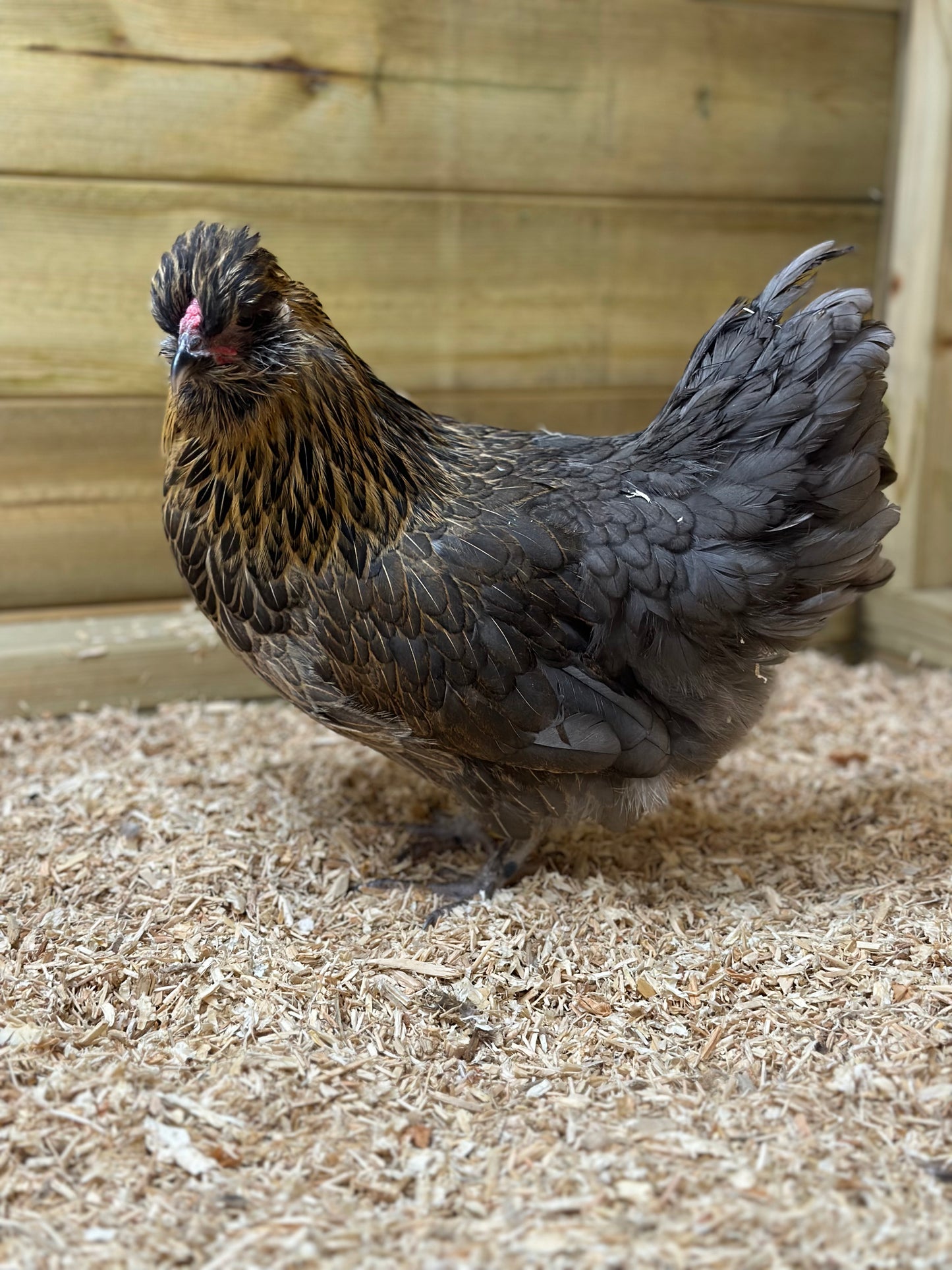 6 x mixed frizzle bantam eggs