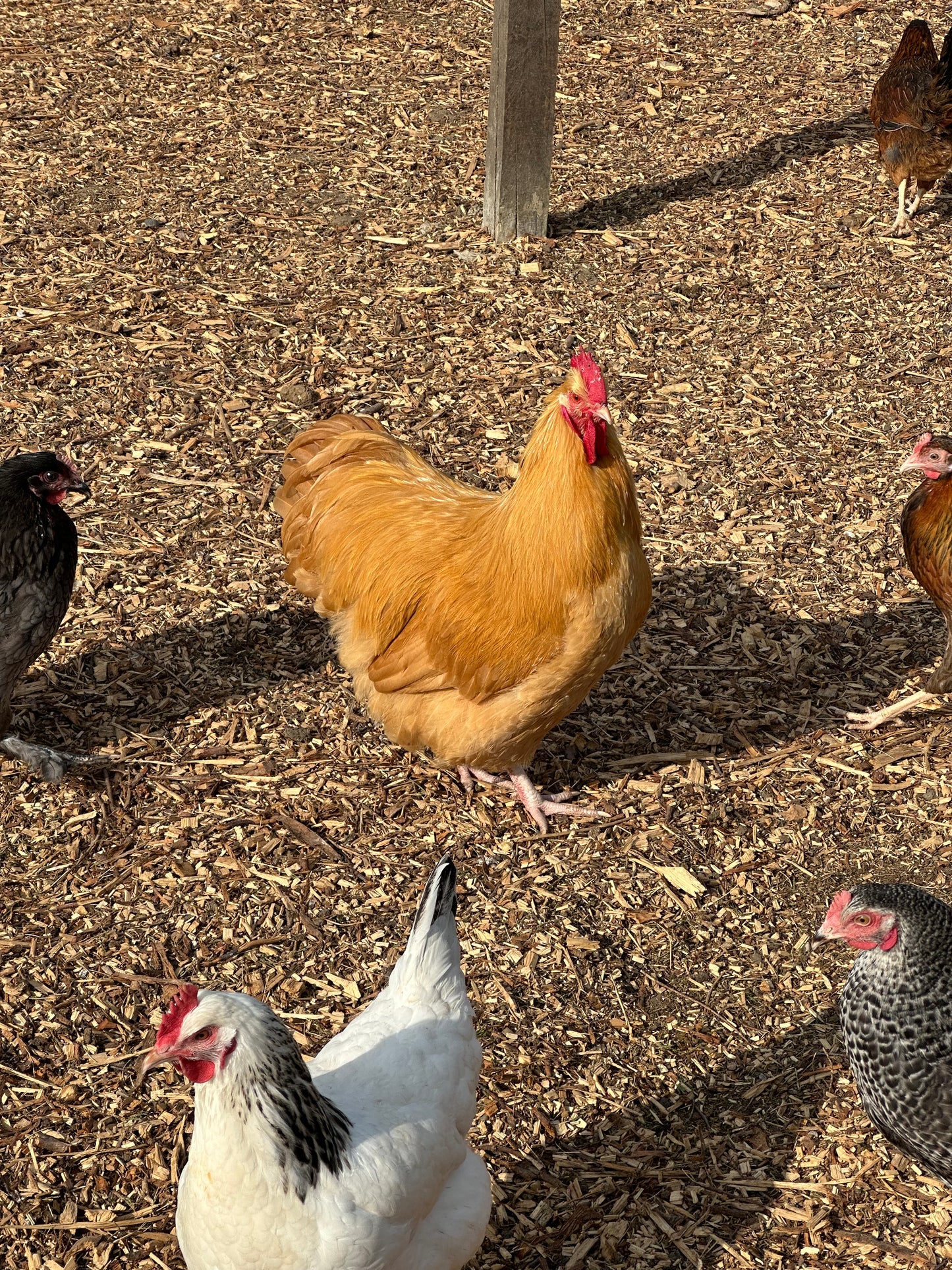 Buff Orpington Cockerel