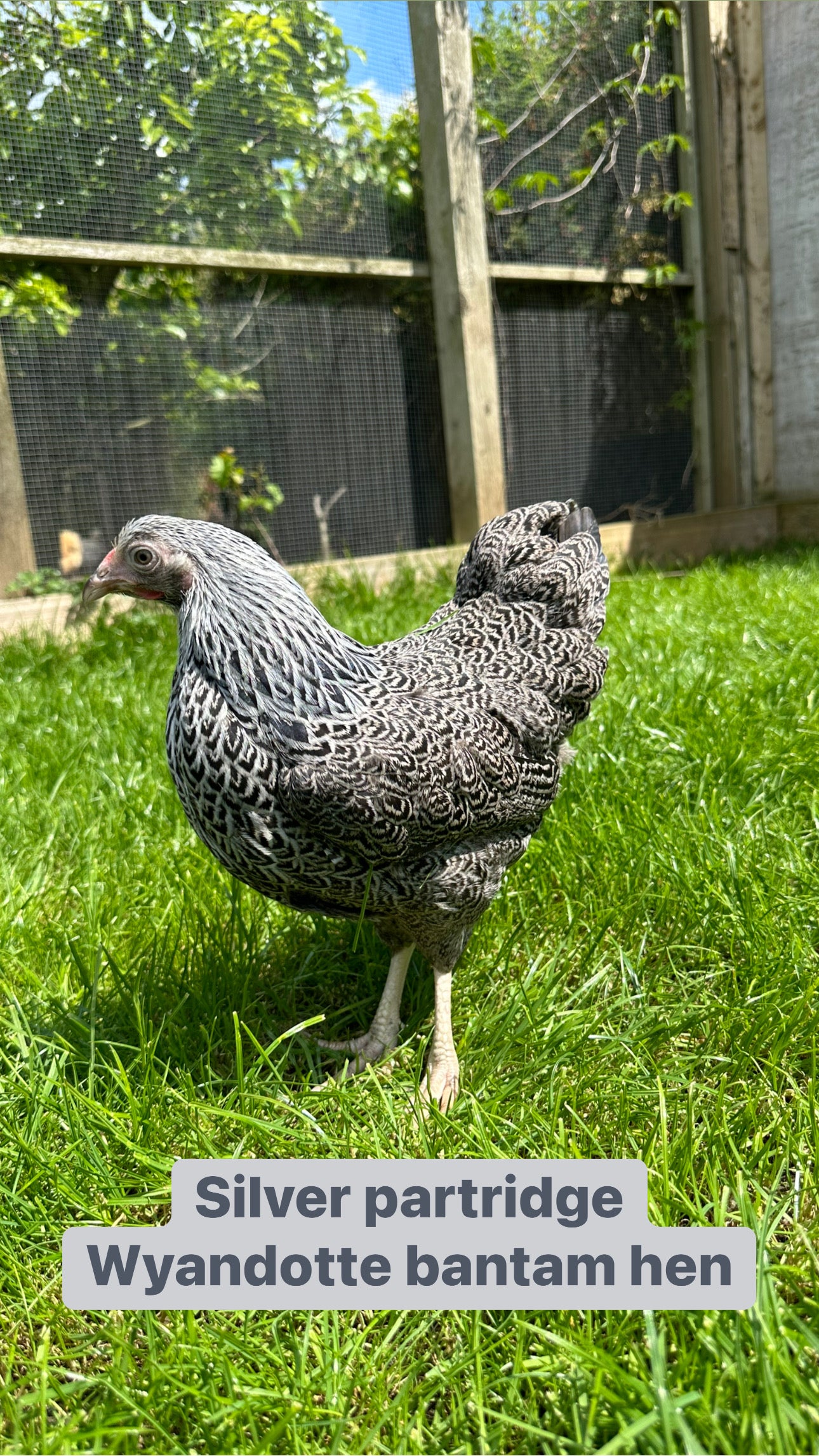 Wyandotte bantam hens