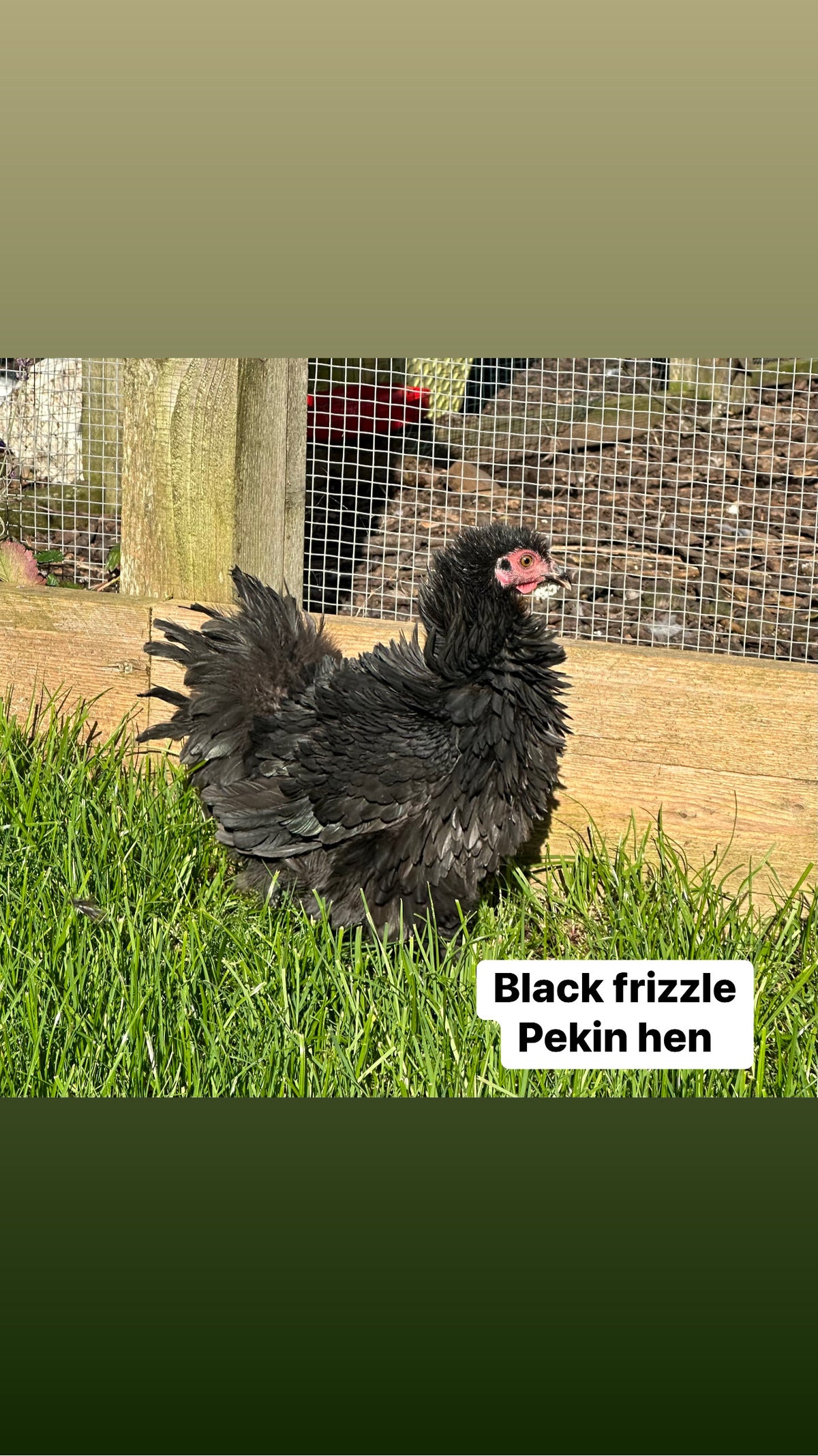 Pekin bantam hens