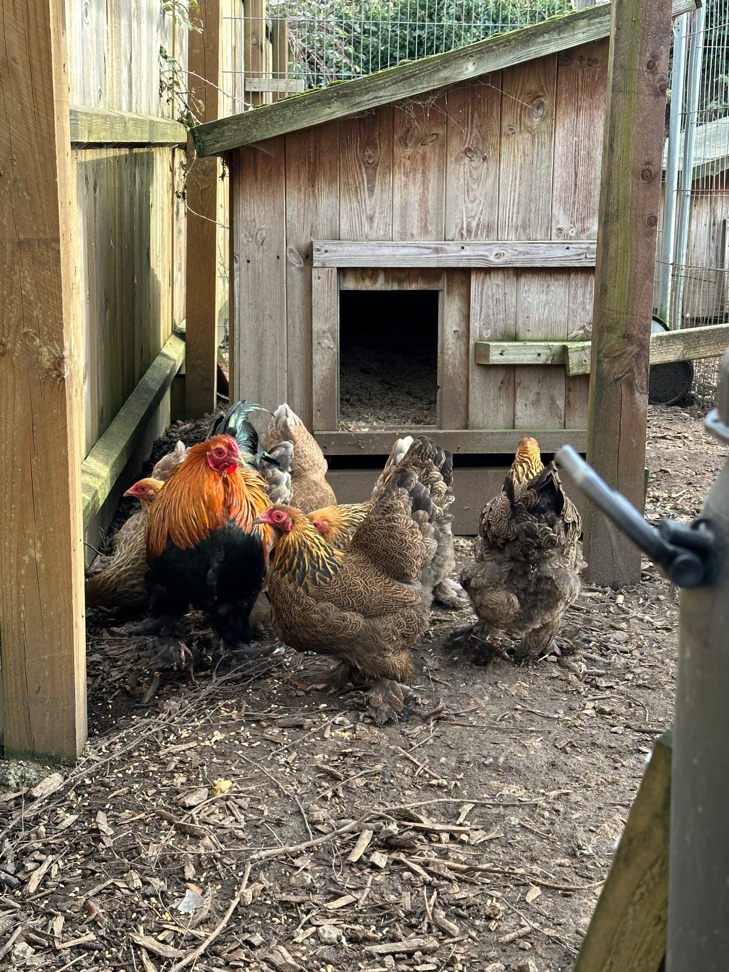 6 x gold/blue partridge Brahma bantam hatching eggs