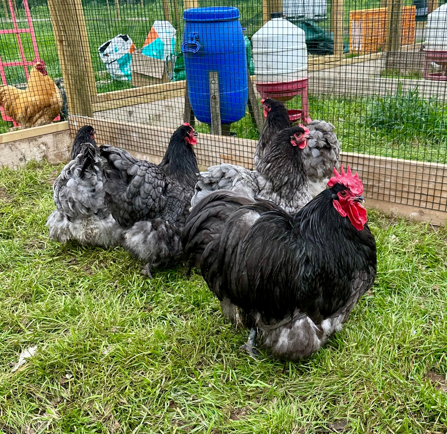 Blue Orpington hatching eggs