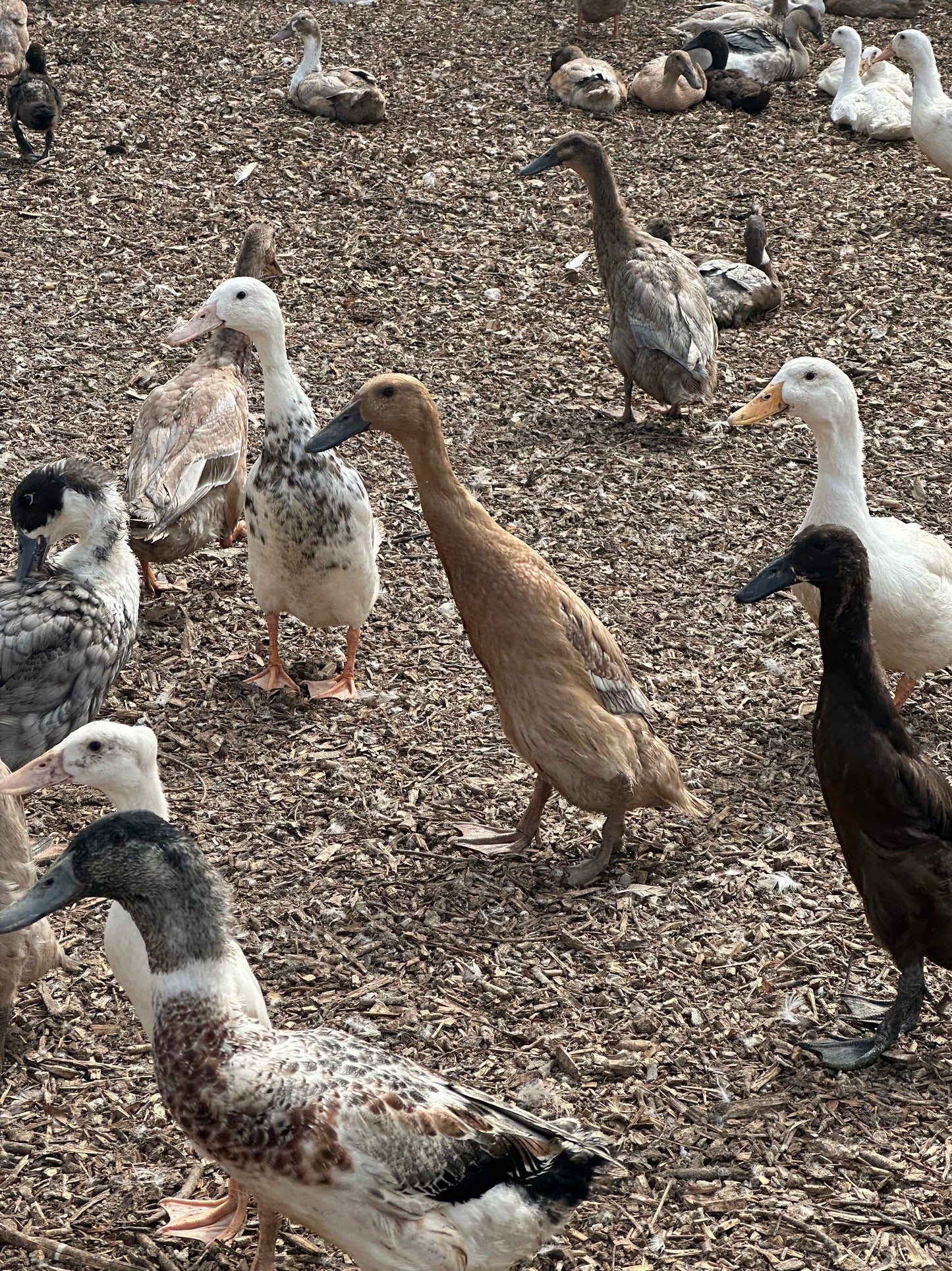 Point of lay Ducks