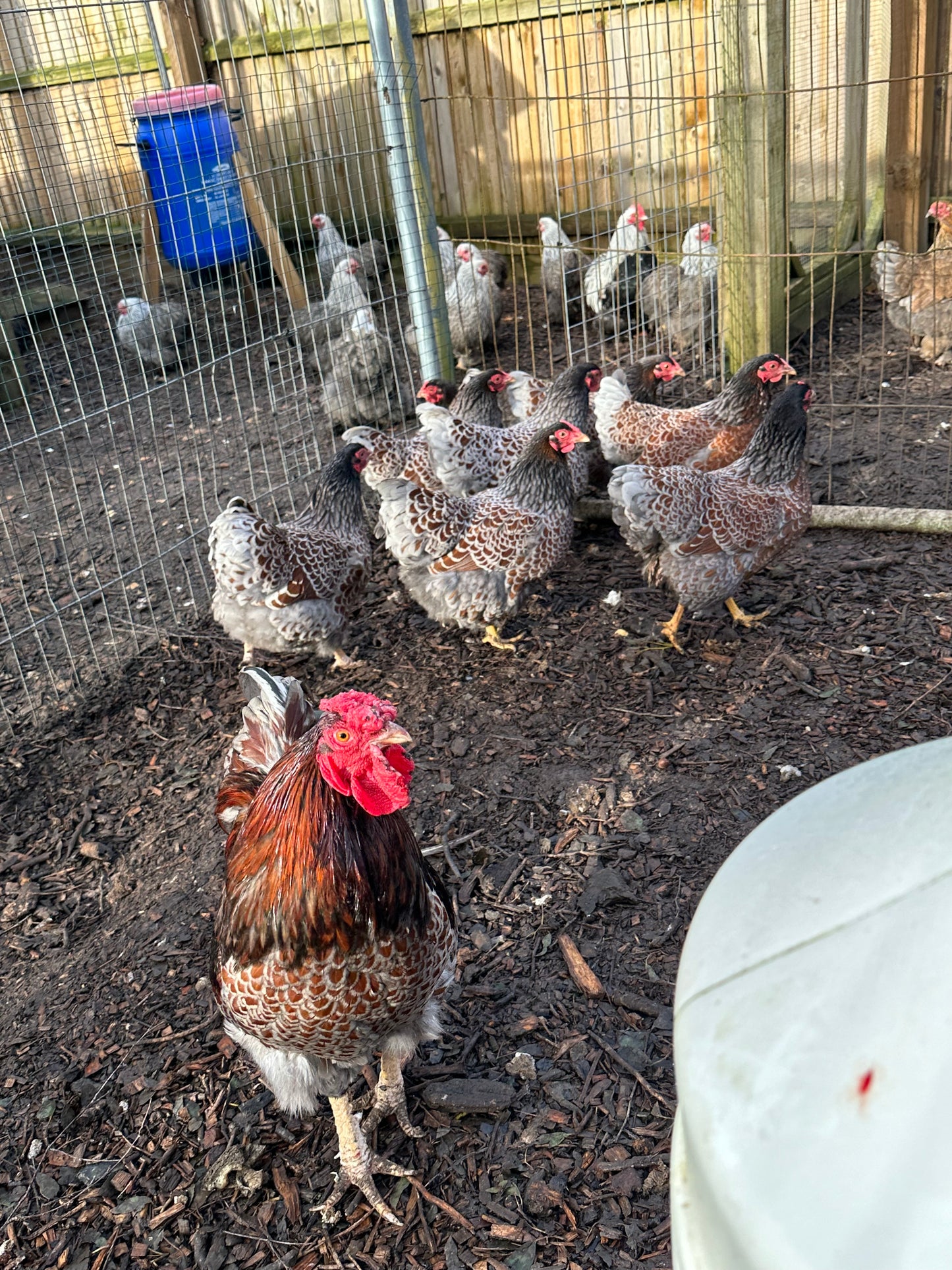 6 x blue laced Wyandotte bantam hatching eggs