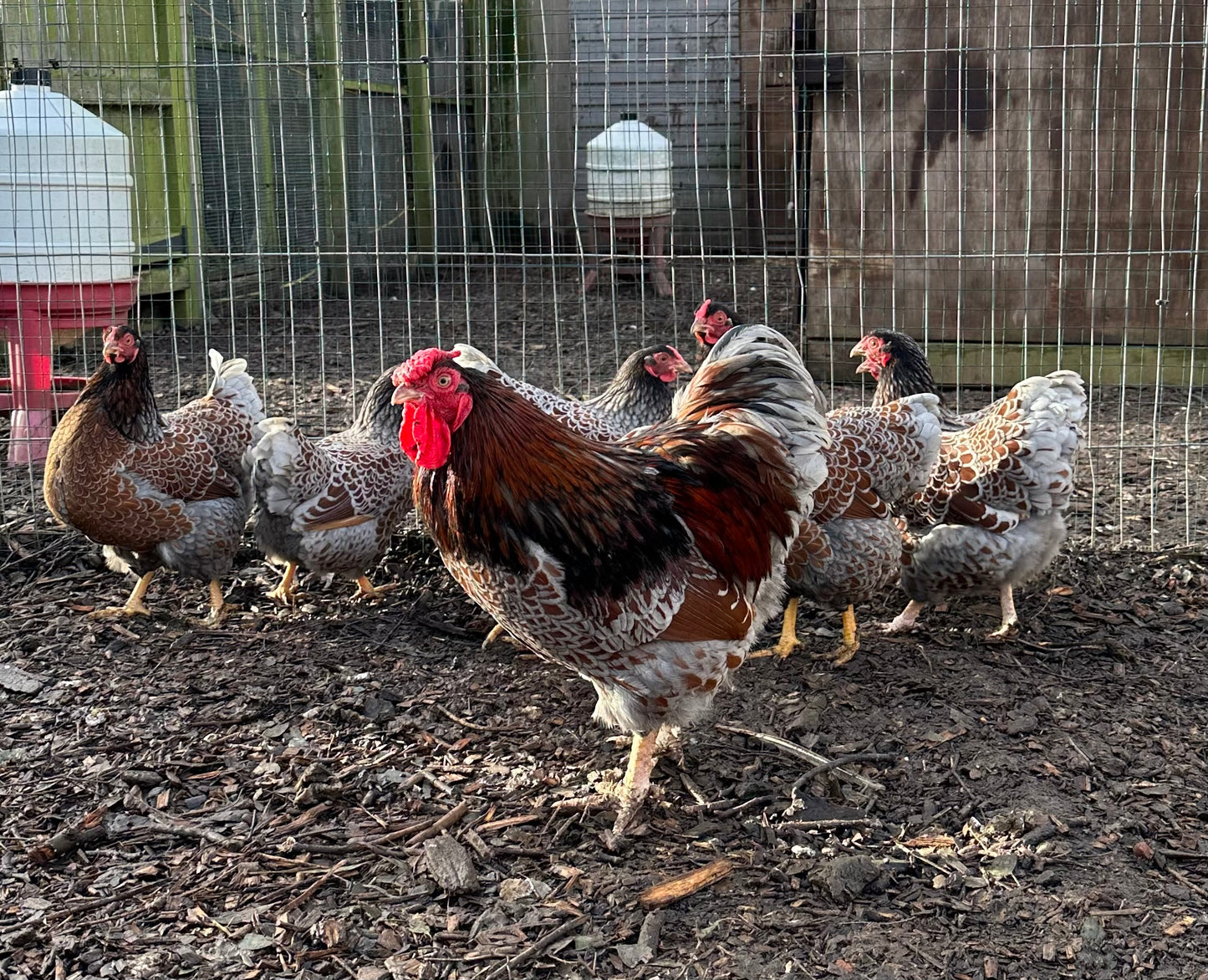 6 x blue laced Wyandotte bantam hatching eggs