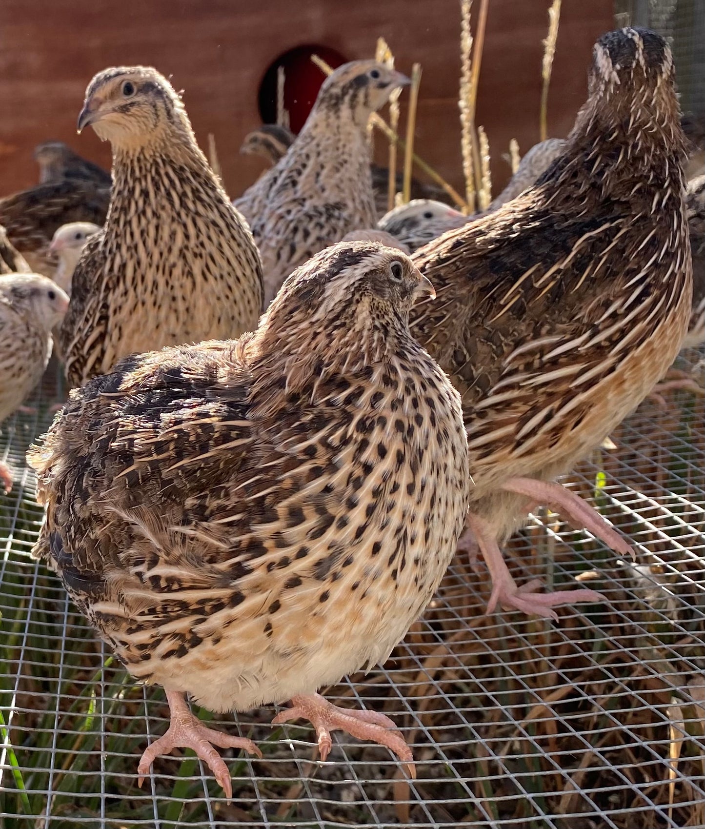 12 x Japanese (coturnix) quail hatching eggs