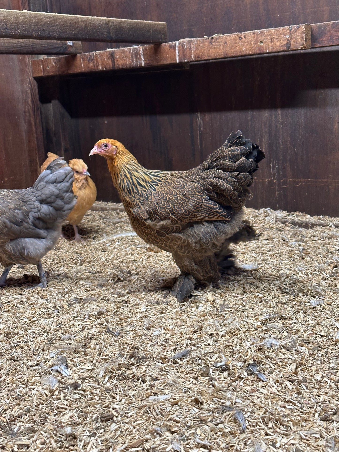 6 x gold/blue partridge Brahma bantam hatching eggs