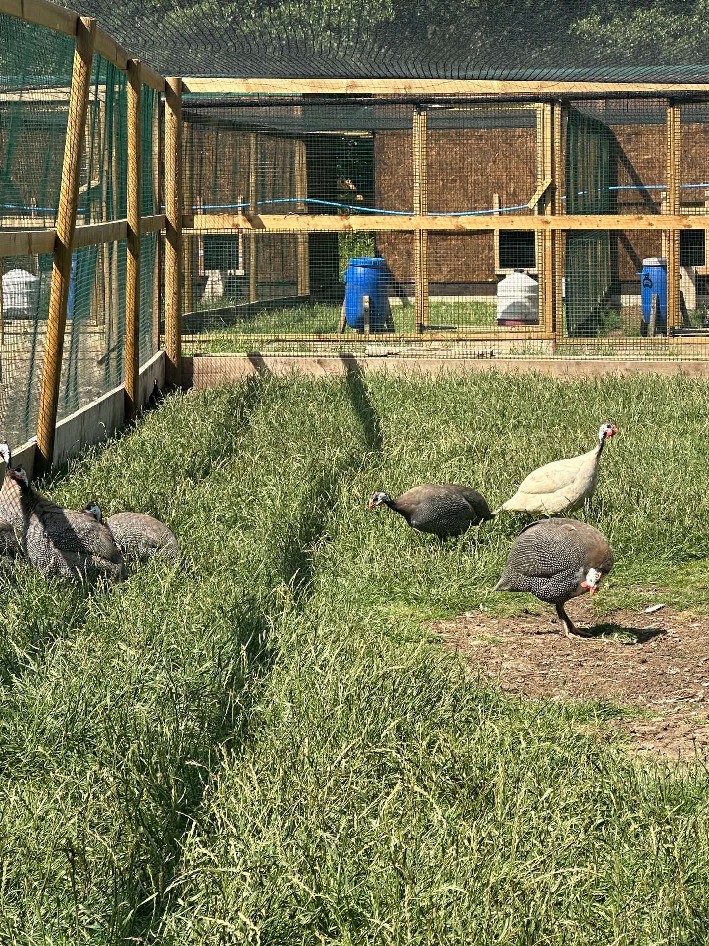 Guinea fowl hatching eggs