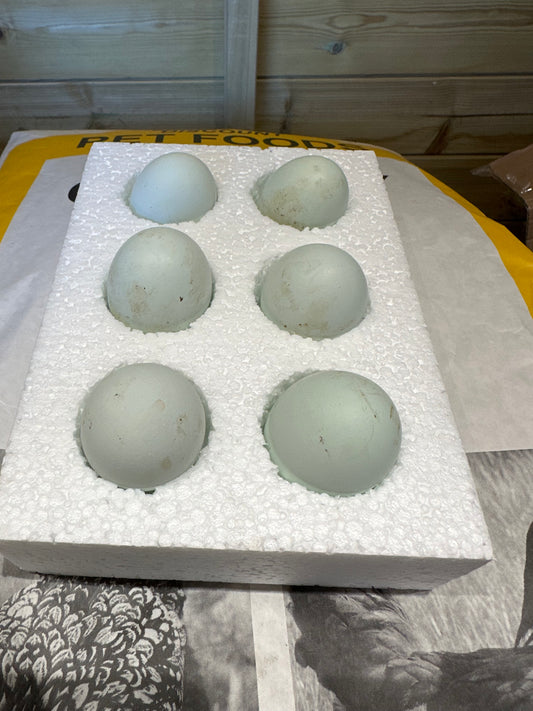 6 x skyline hatching eggs