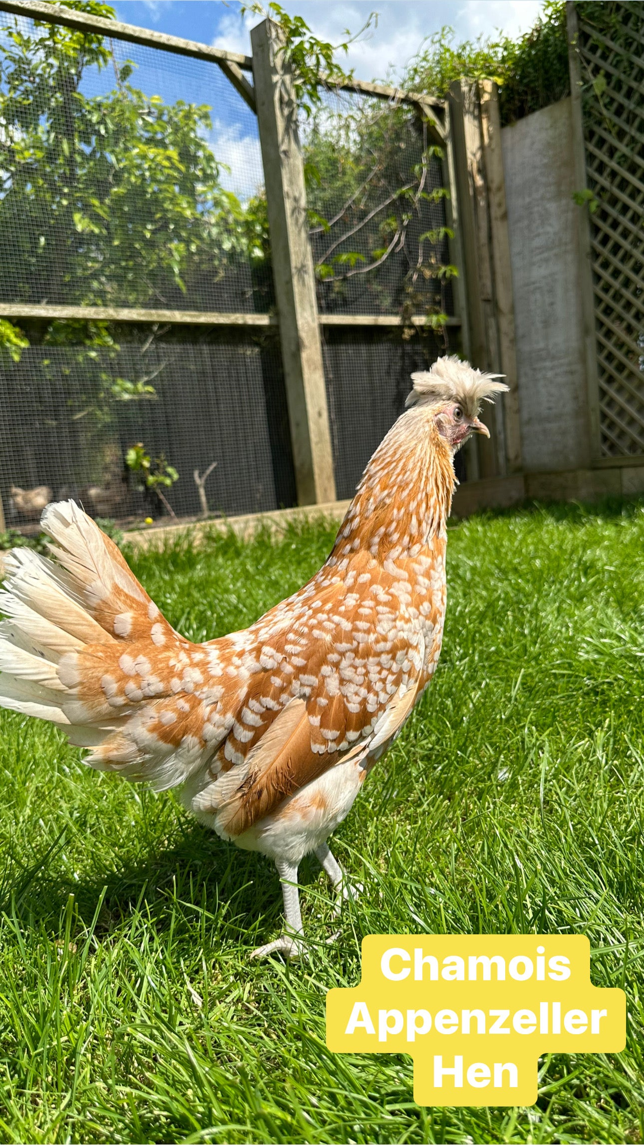 Appenzeller bantams hens