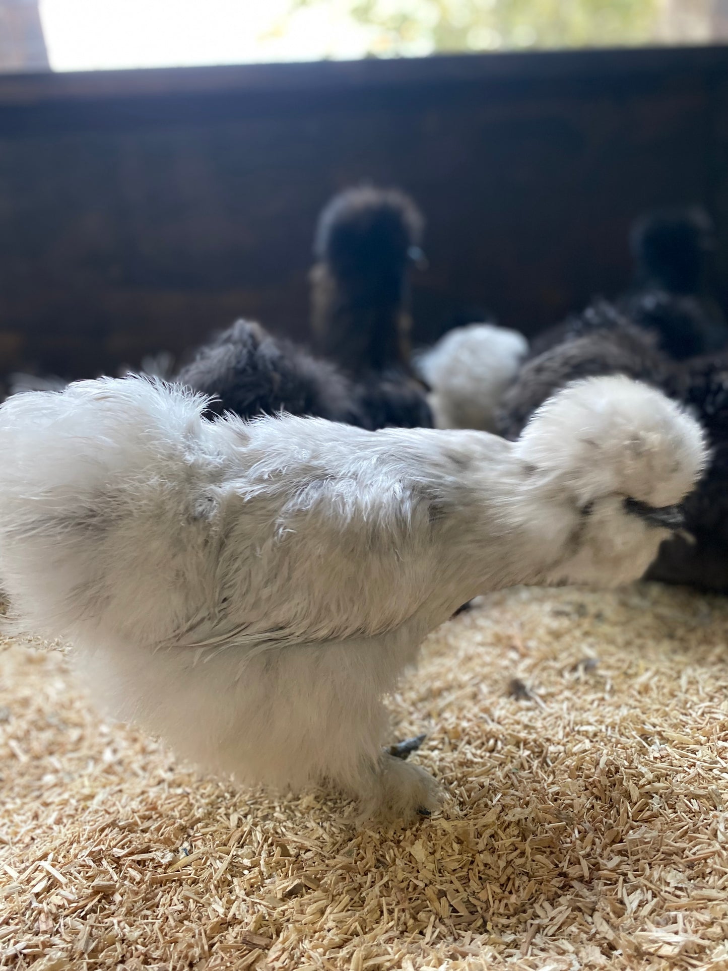 6 x USA silkie bantams hatching eggs