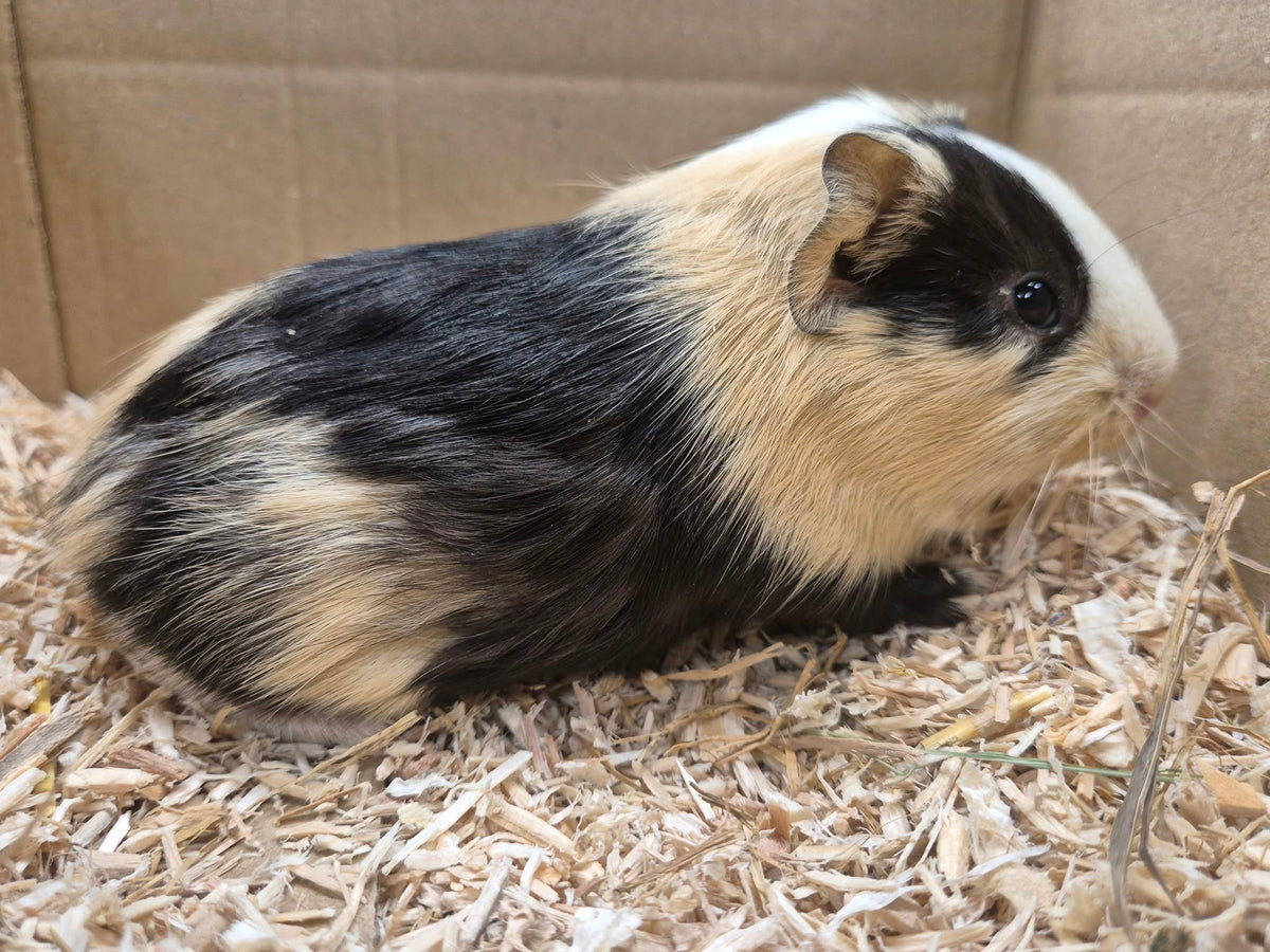 Female Guinea pigs