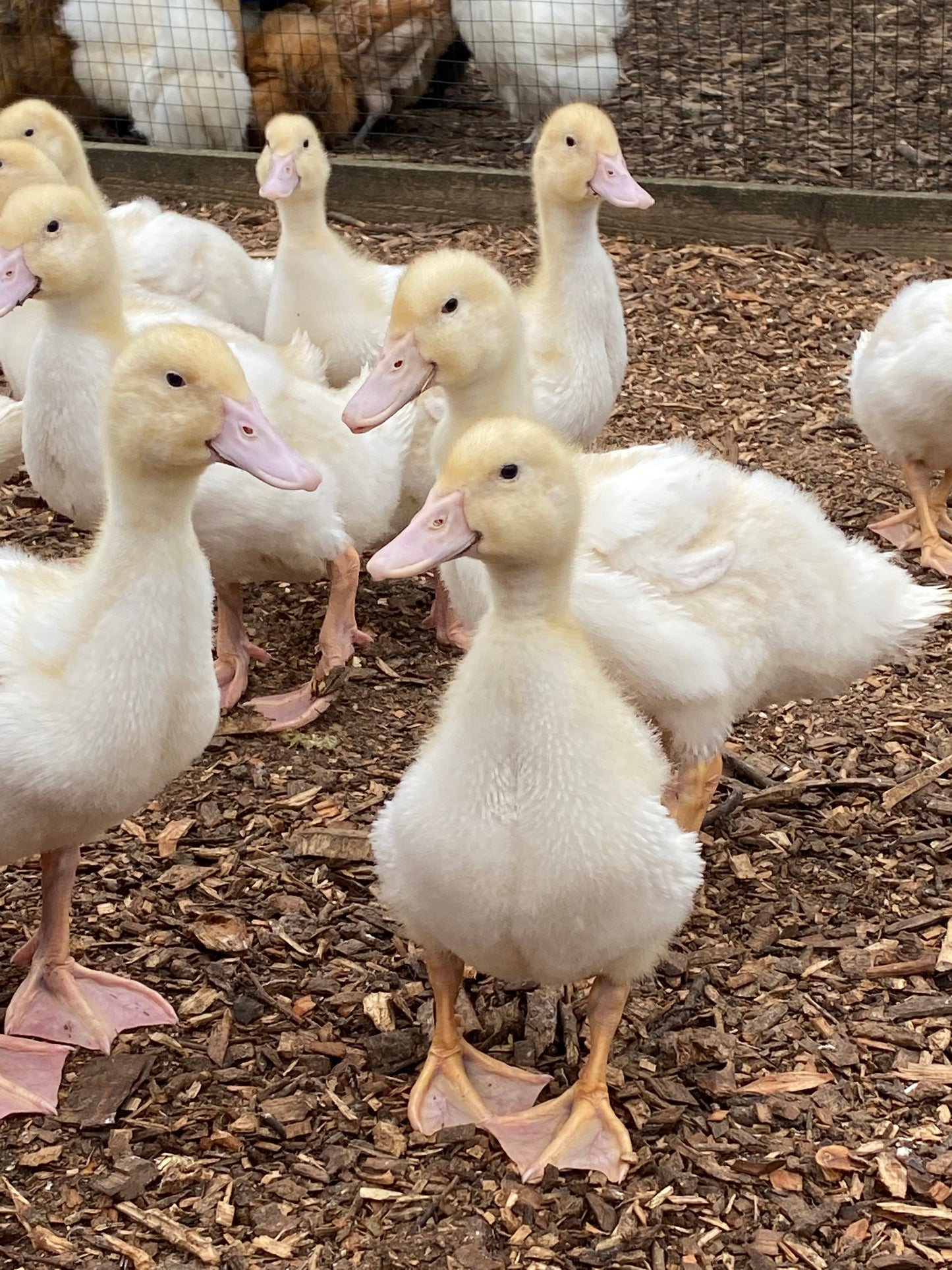 Female Aylesbury ducklings