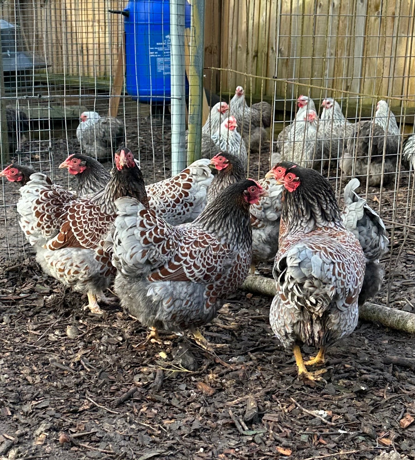 6 x blue laced Wyandotte bantam hatching eggs