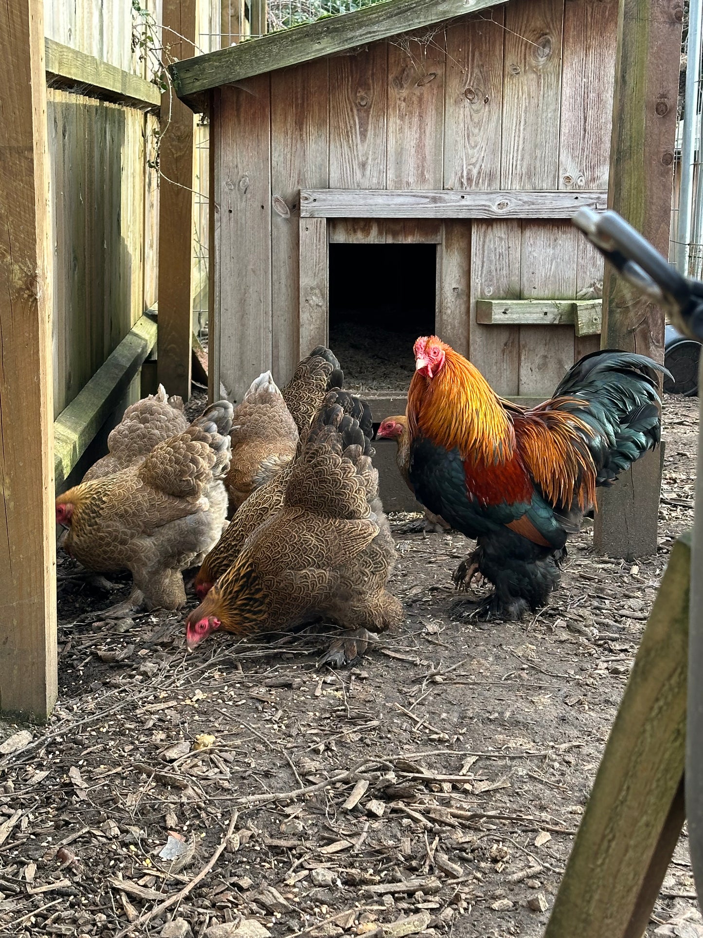 6 x gold/blue partridge Brahma bantam hatching eggs
