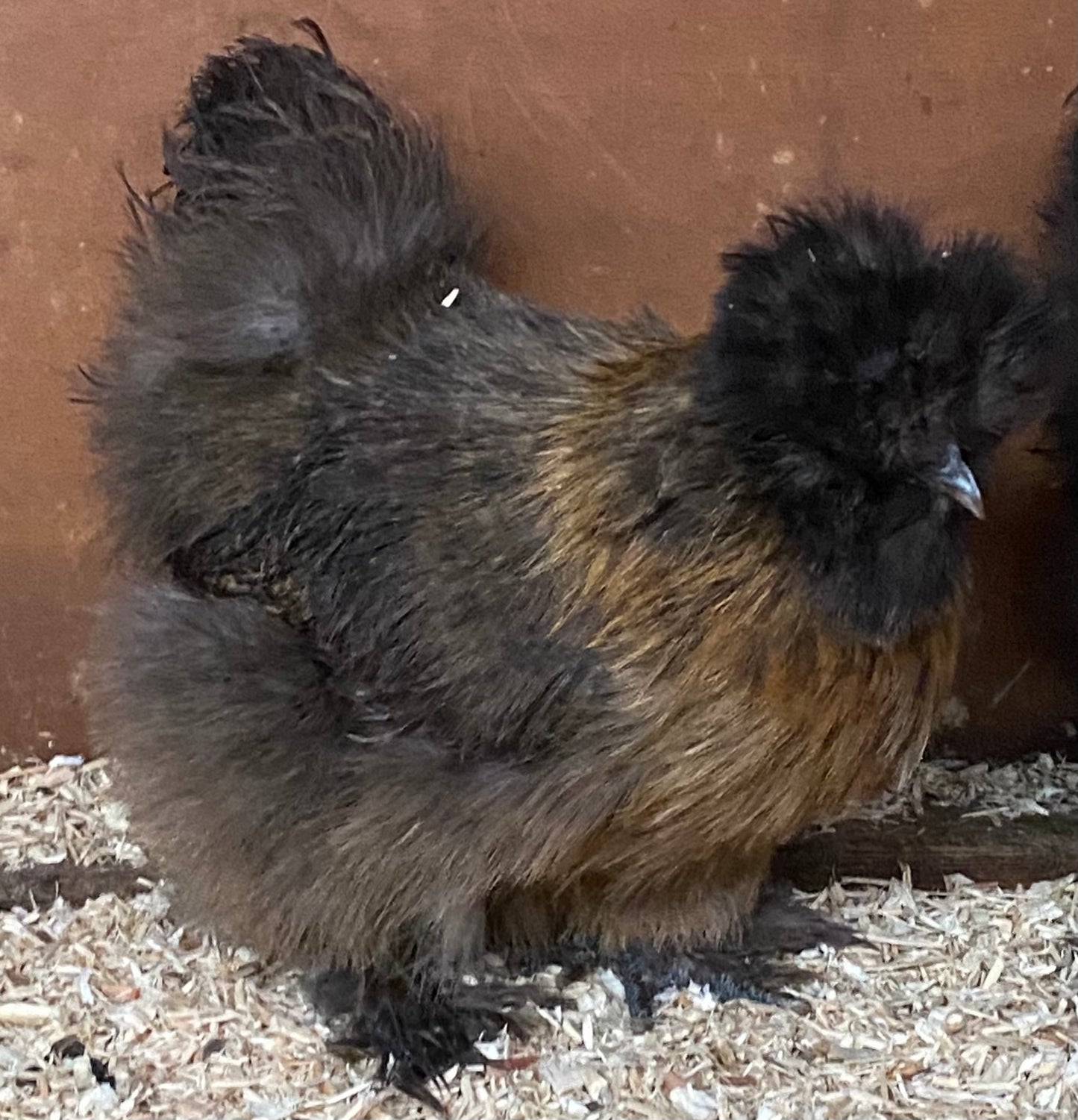 6 x USA silkie bantams hatching eggs