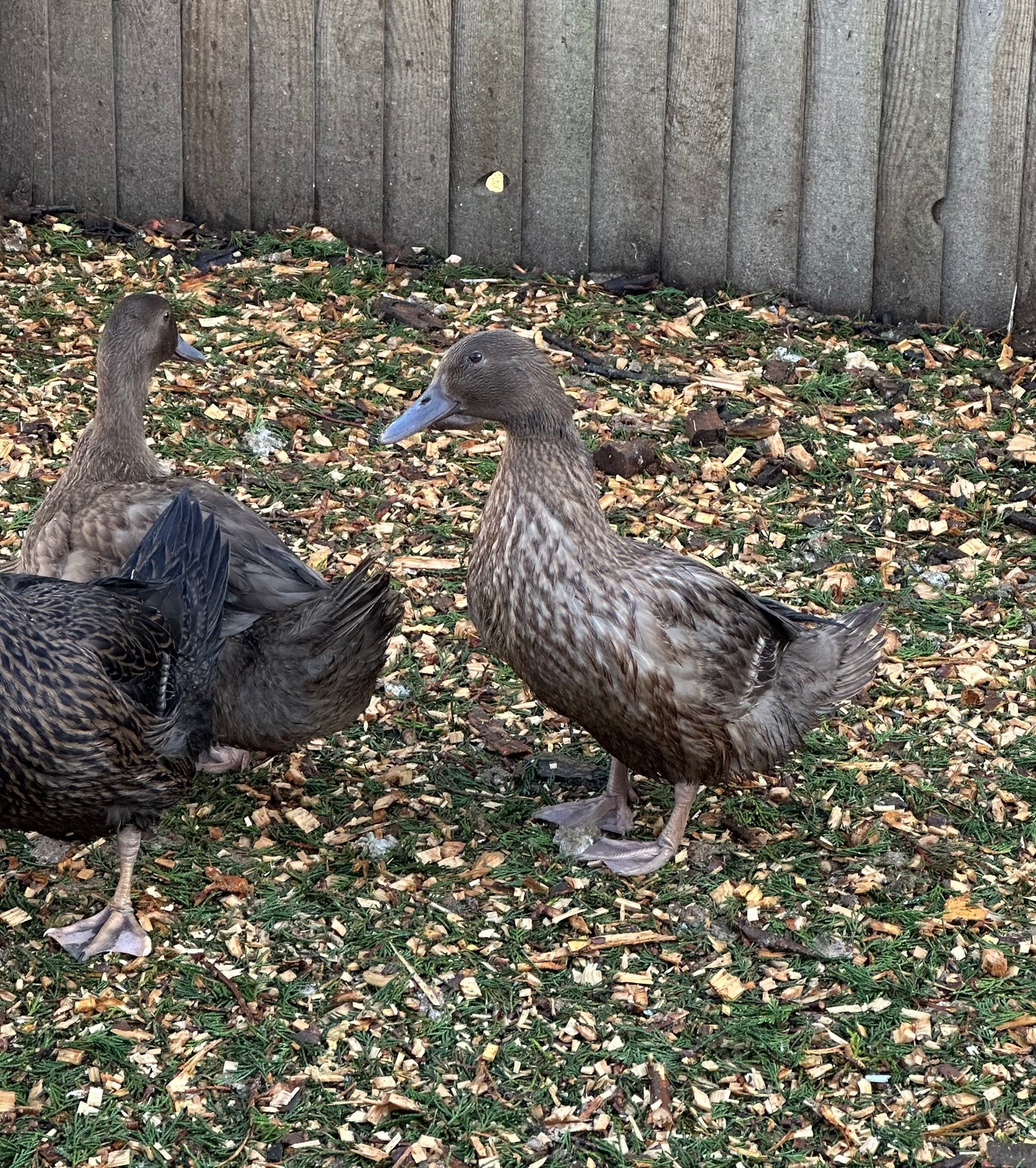 Female Khaki Campbell ducks
