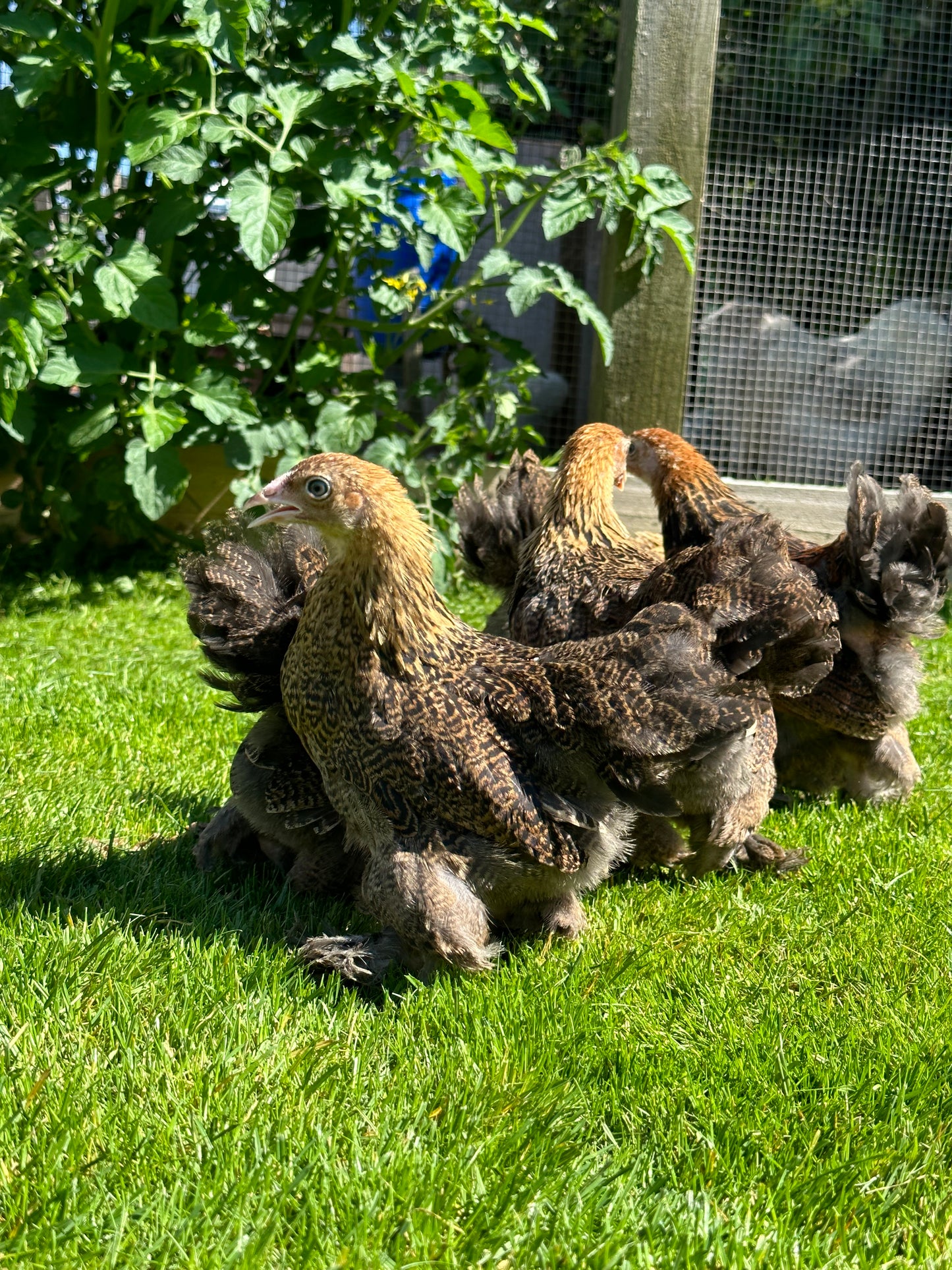 6 x gold/blue partridge Brahma bantam hatching eggs