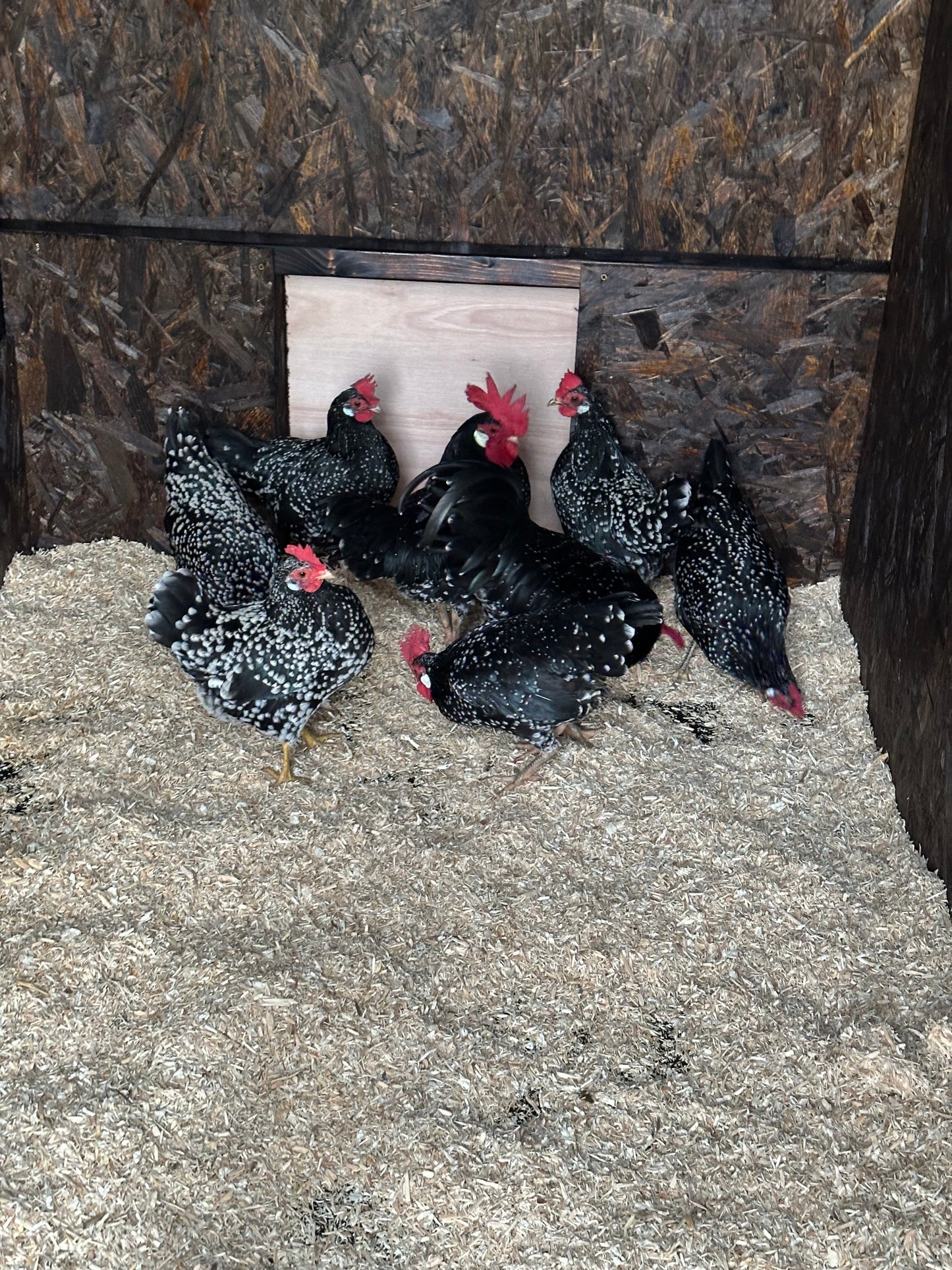 Black mottled Ancona bantam hatching eggs