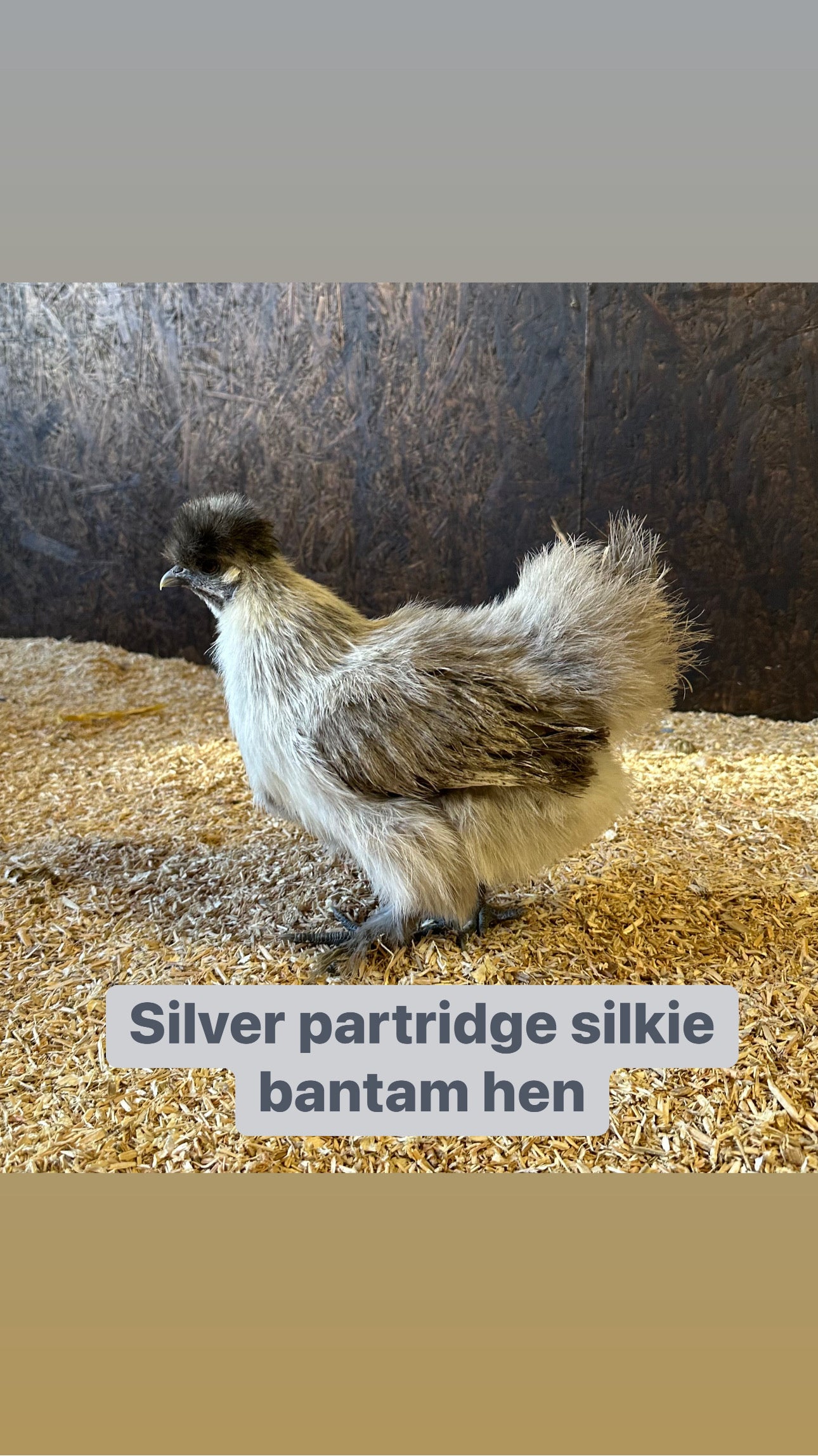 Silkie bantam hens