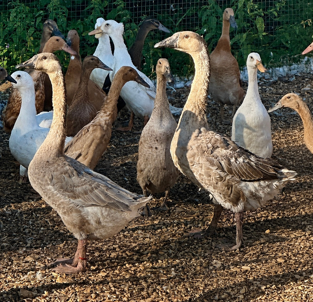 Geese