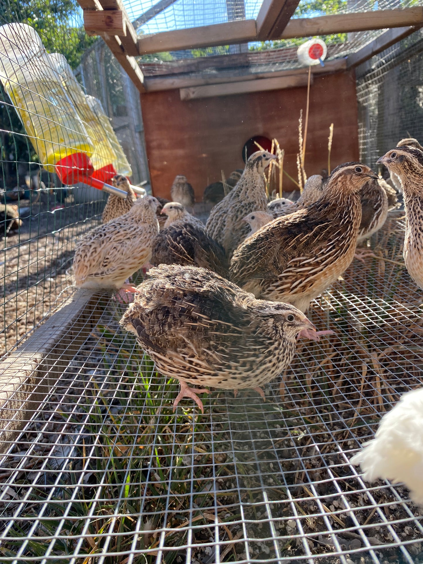 12 x Japanese (coturnix) quail hatching eggs