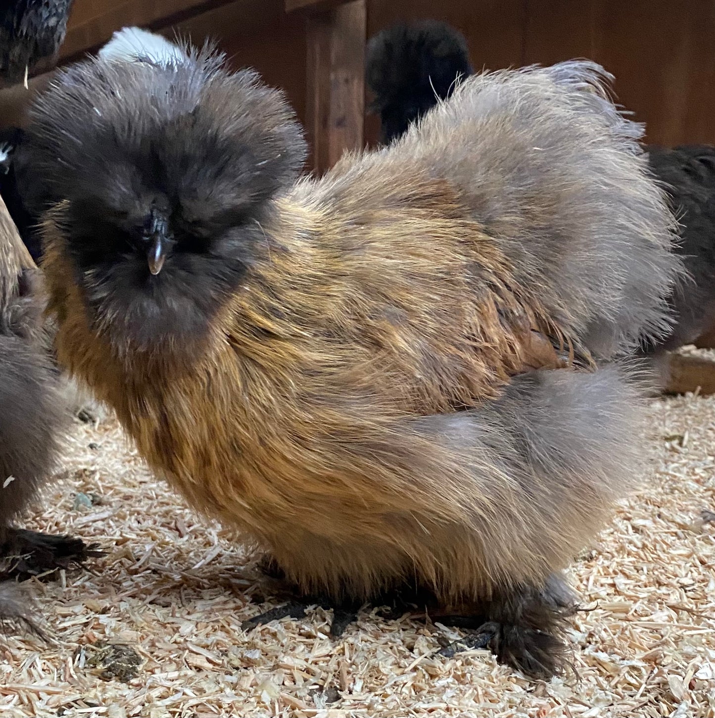 6 x USA silkie bantams hatching eggs