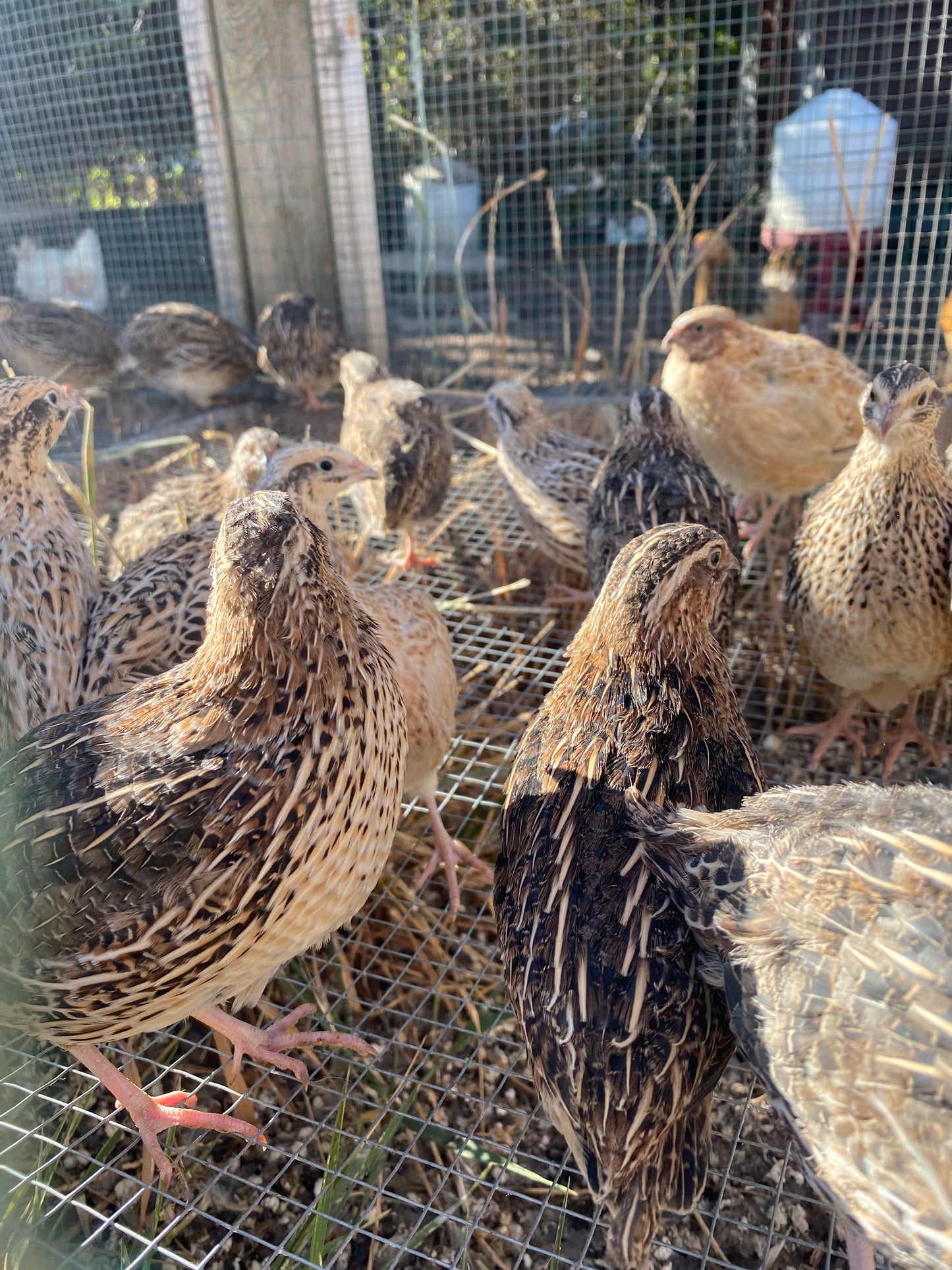12 x Japanese (coturnix) quail hatching eggs