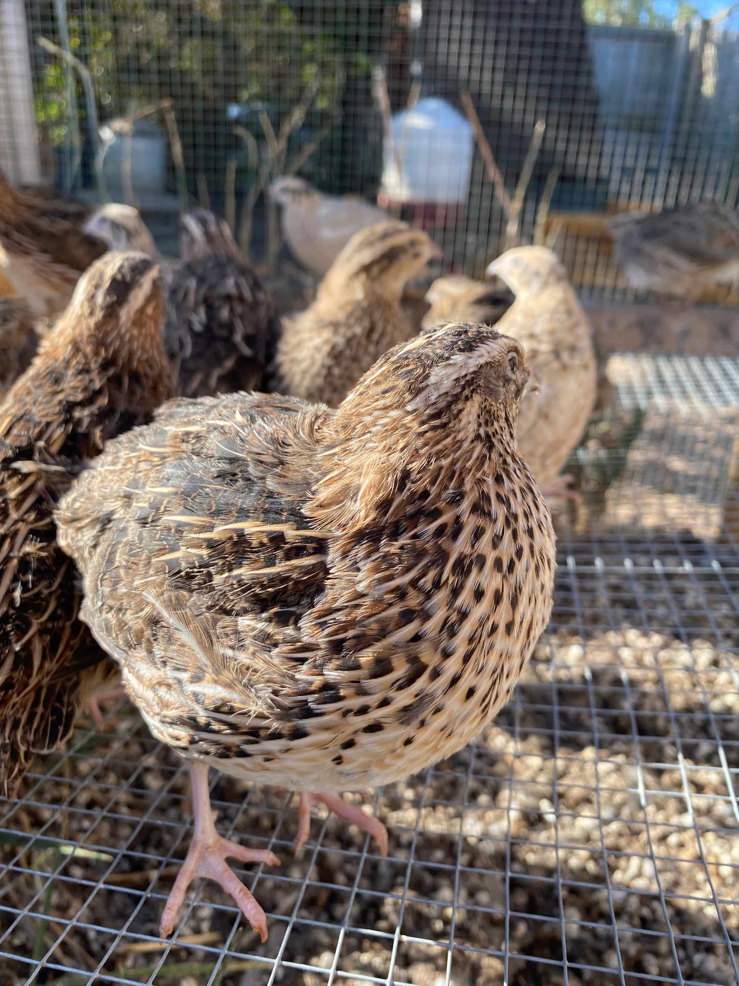 12 x Japanese (coturnix) quail hatching eggs