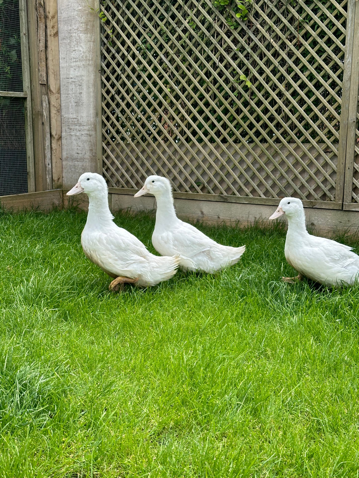 6 Aylesbury duck hatching eggs