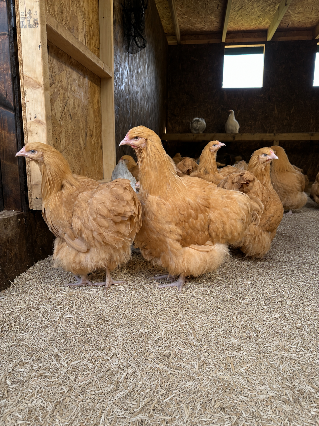 Buff Orpington hen