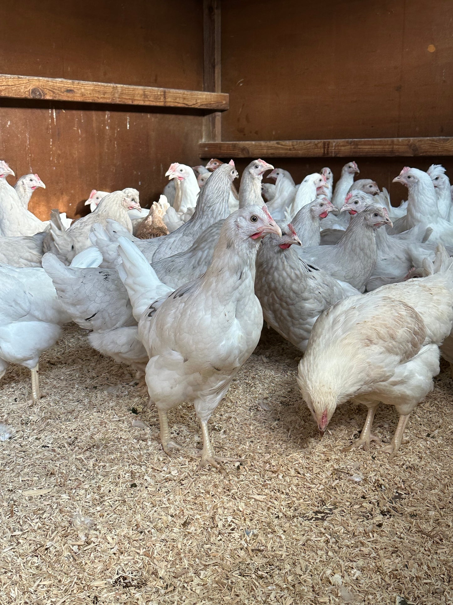 Silver skyline hens (green egg layers)
