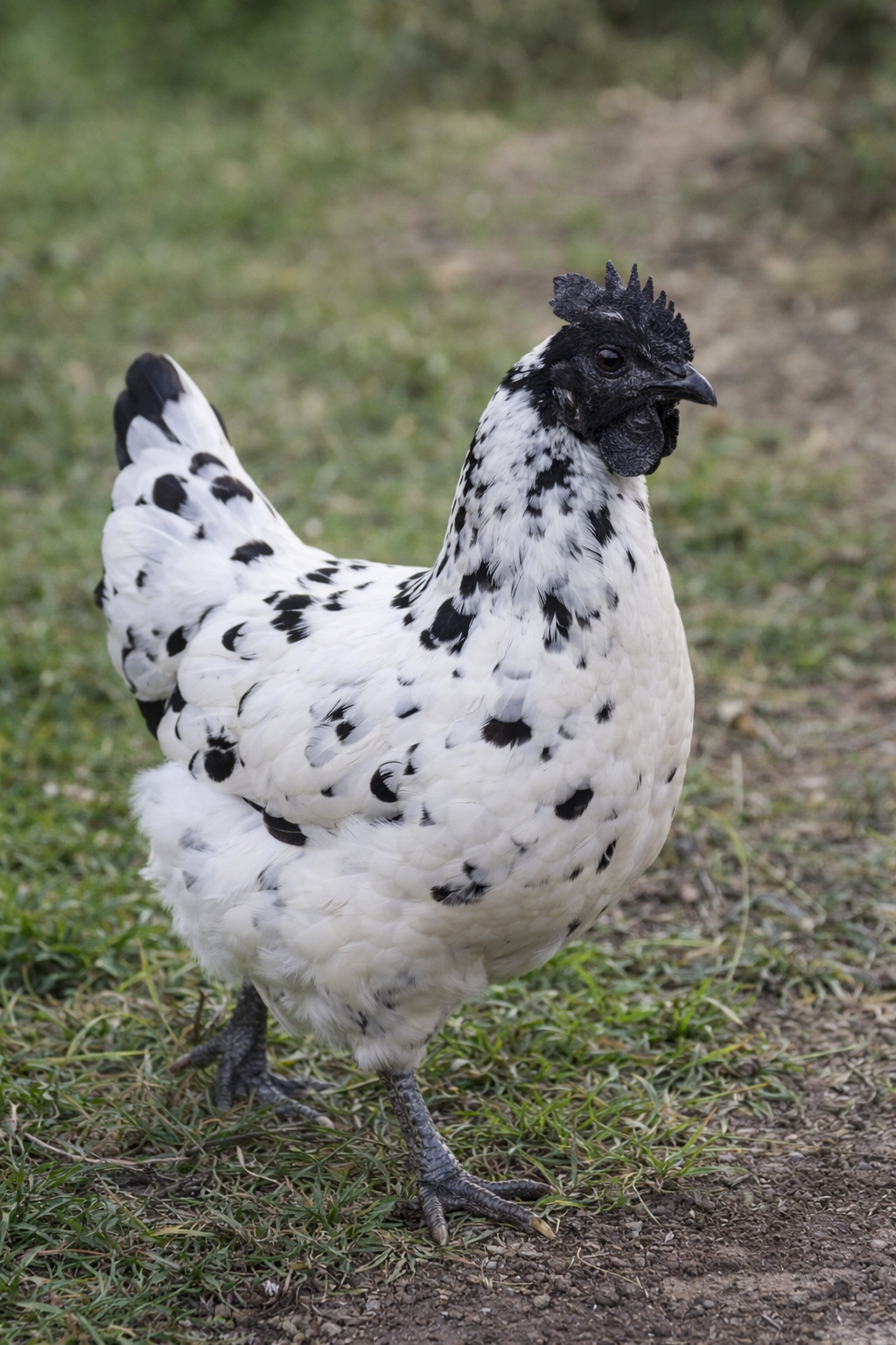 Zombie chicken hatching eggs