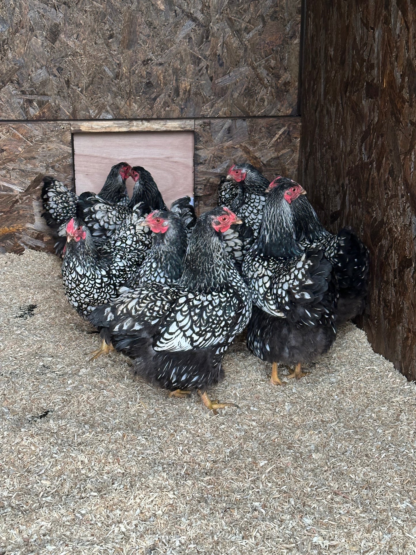Wyandotte bantam hatching eggs