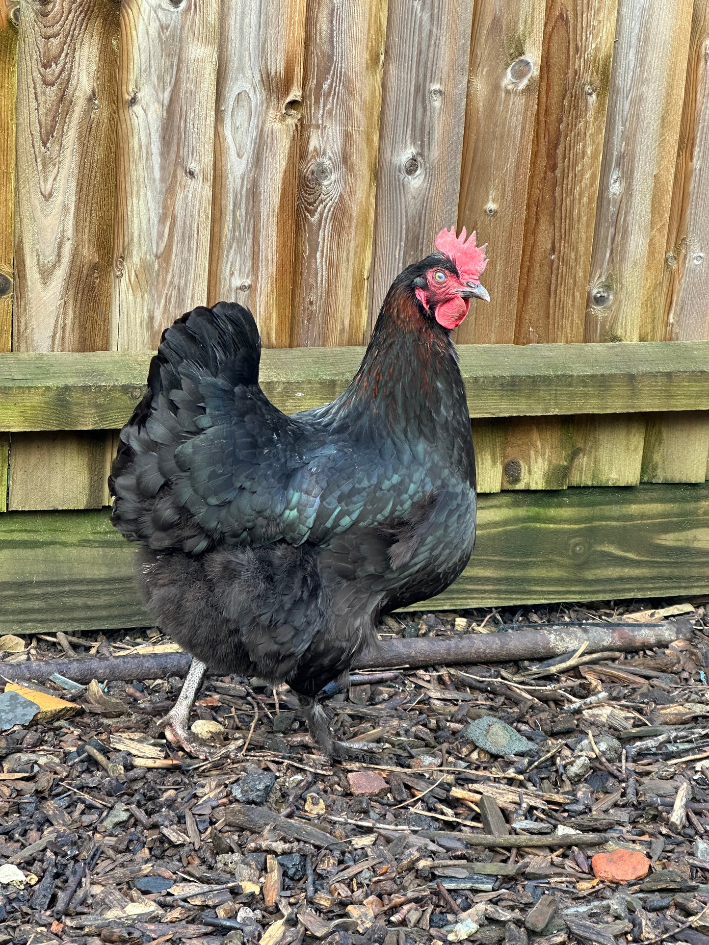 Copper Black Maran eggs x 6