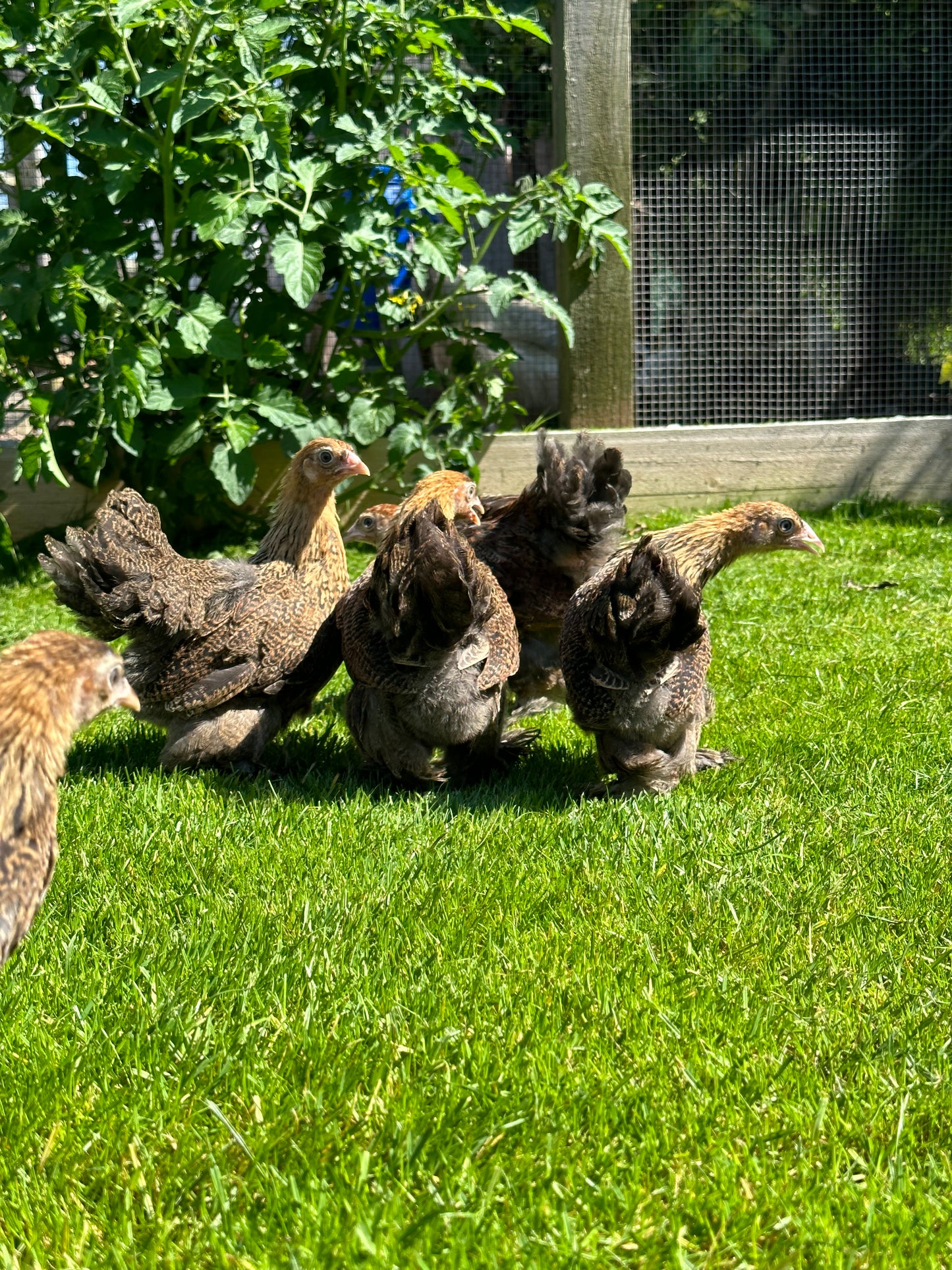 6 x gold/blue partridge Brahma bantam hatching eggs