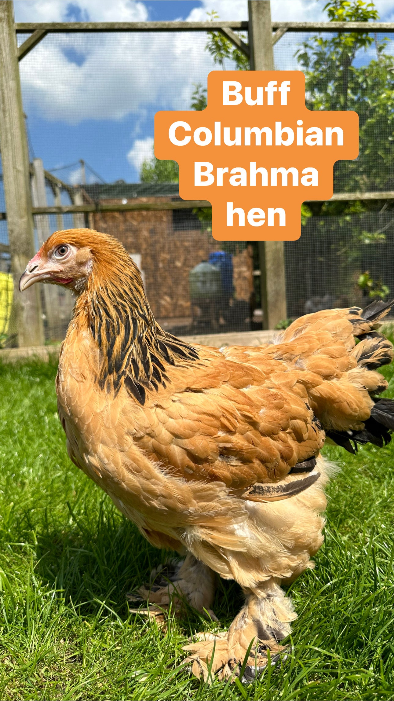 Buff Columbian Brahma hen