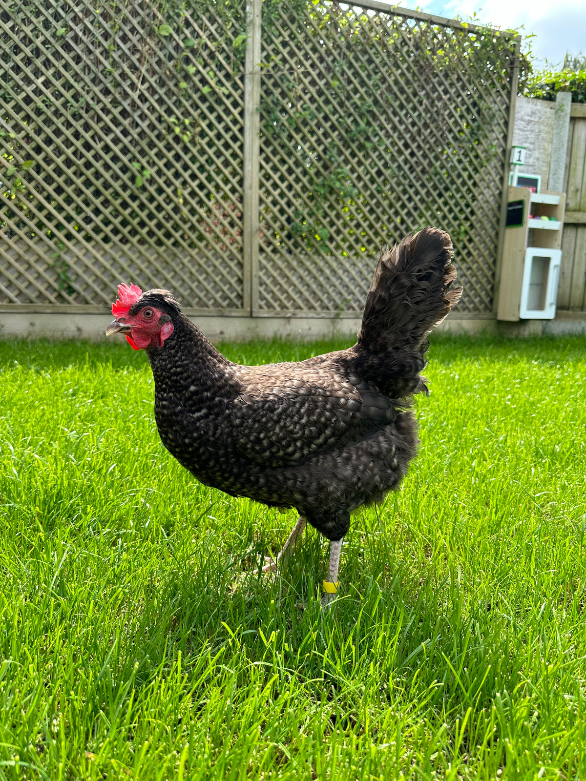 Marsbar hatching eggs (olive green eggs)